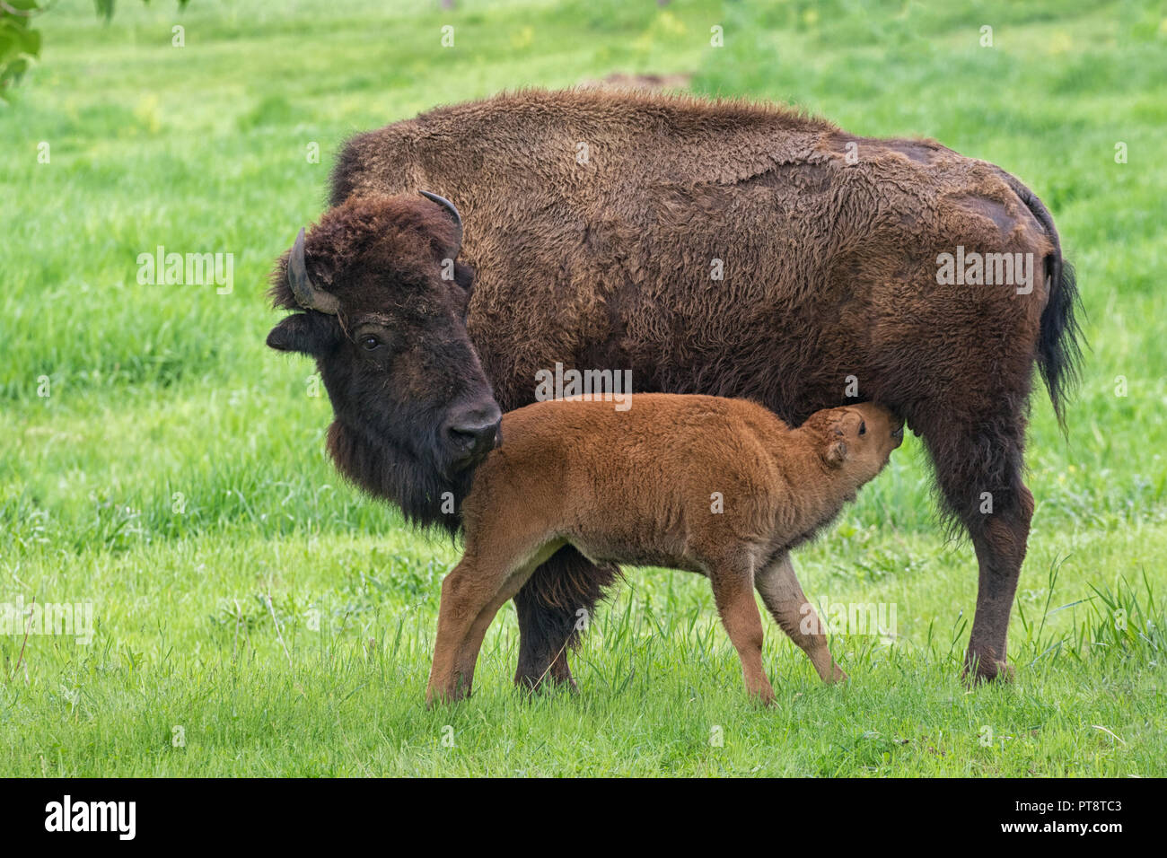 Hembra American Buffalo (Bison bison) que alimentan su ternero en la pradera verde Foto de stock