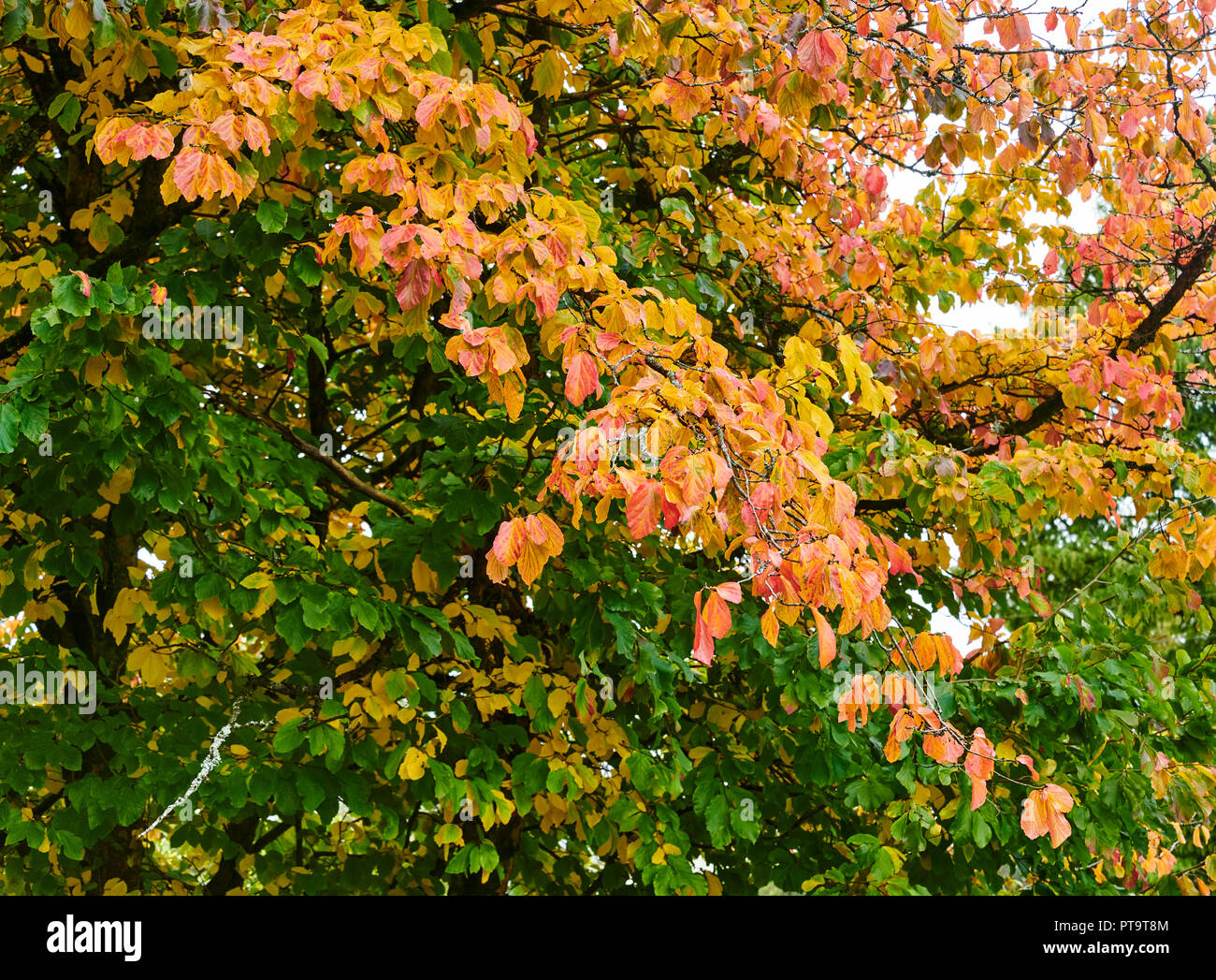 Pencoed, Gales, Reino Unido. 8 de octubre de 2018, el clima del REINO UNIDO: Signos de otoño tomando como hojas de palo fierro persa(Parrottia persica) comienzan a girar el color. Crédito: Phillip Thomas/Alamy Live News Foto de stock