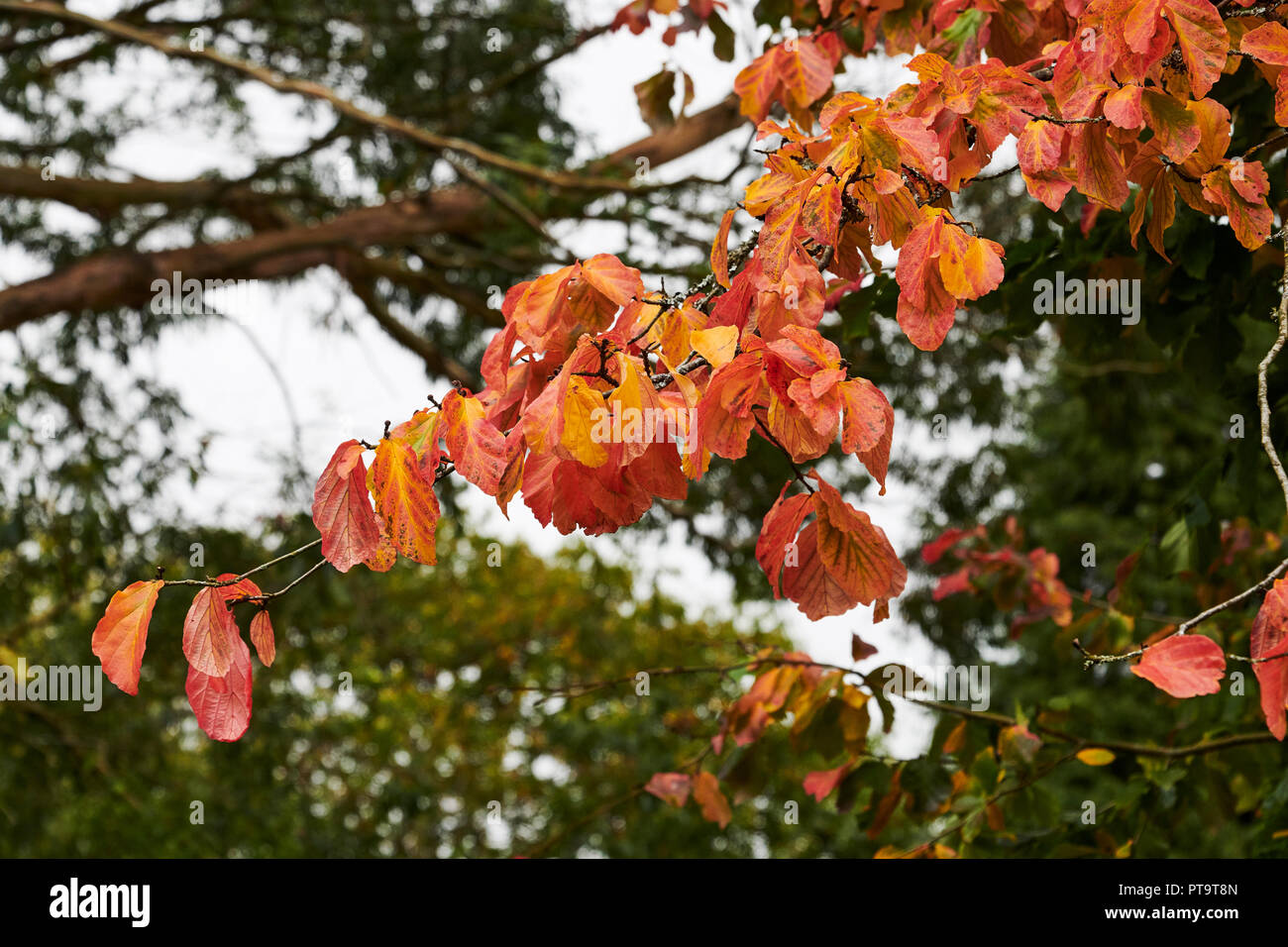Pencoed, Gales, Reino Unido. 8 de octubre de 2018, el clima del REINO UNIDO: Signos de otoño tomando como hojas de palo fierro persa(Parrottia persica) comienzan a girar el color. Crédito: Phillip Thomas/Alamy Live News Foto de stock