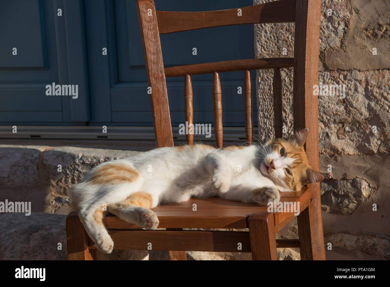 Feliz gato blanco y naranja en una silla Foto de stock