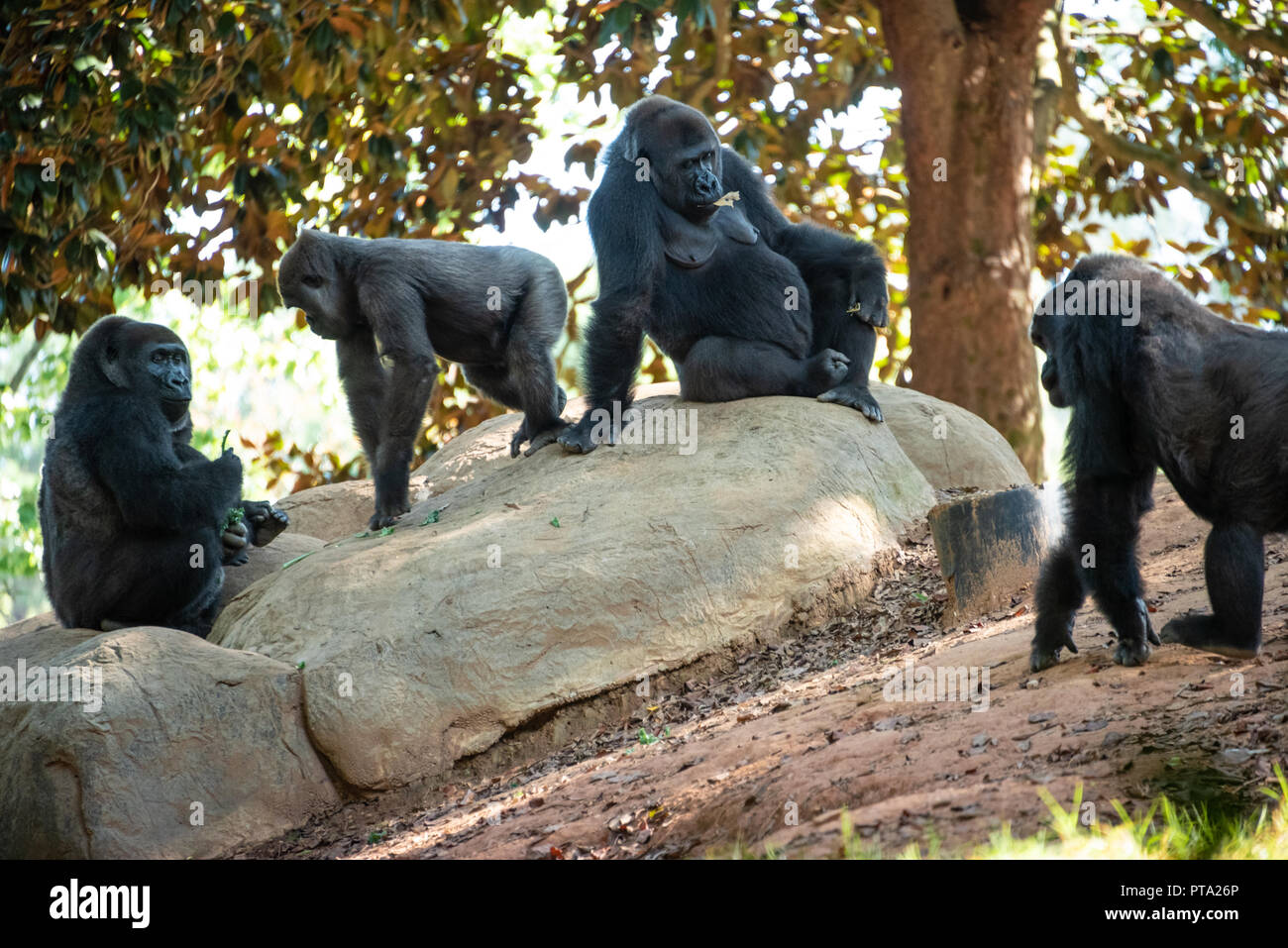 Los gorilas de las tierras bajas occidentales en el zoológico de Atlanta, cerca del centro de Atlanta, Georgia. (Ee.Uu.) Foto de stock