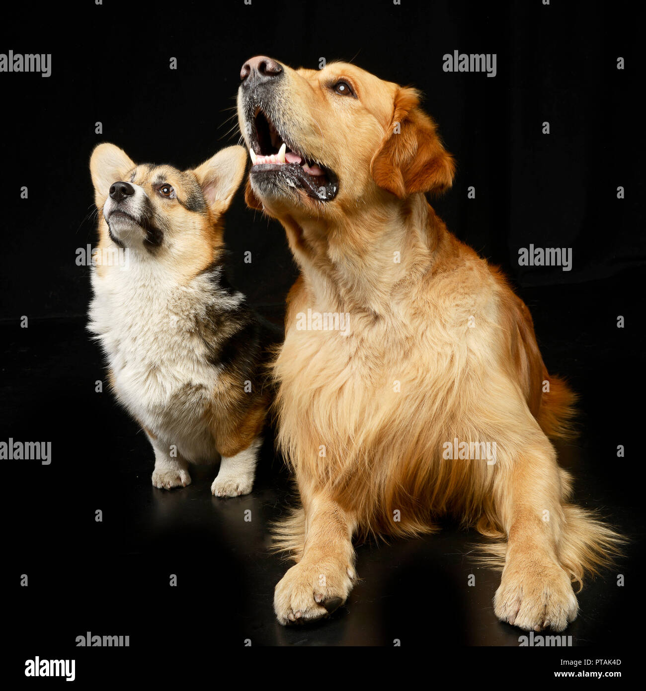 Foto de estudio de un adorable y un Golden retriever Corgie sentada sobre fondo negro. Foto de stock