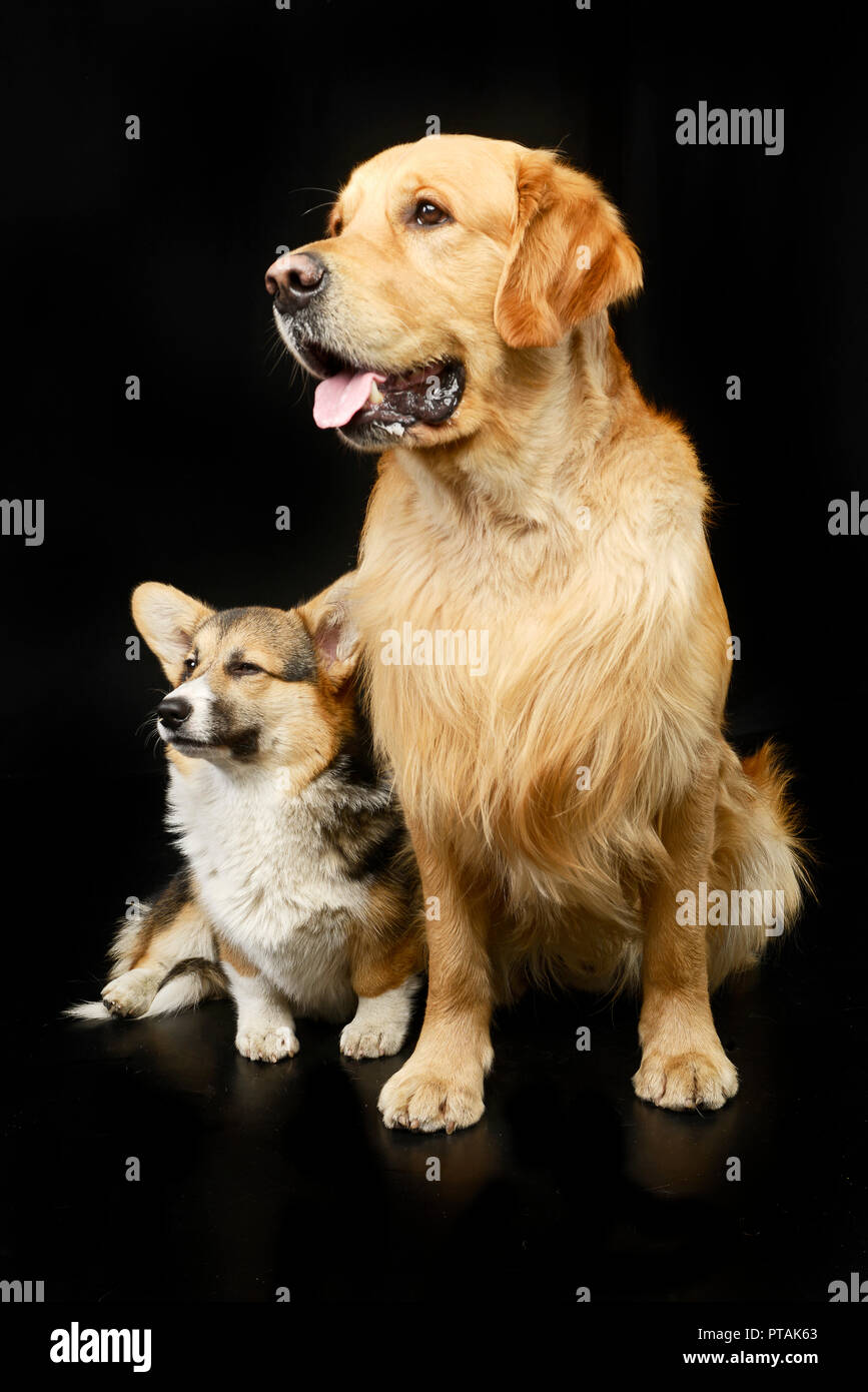Foto de estudio de un adorable y un Golden retriever Corgie sentada sobre fondo negro. Foto de stock