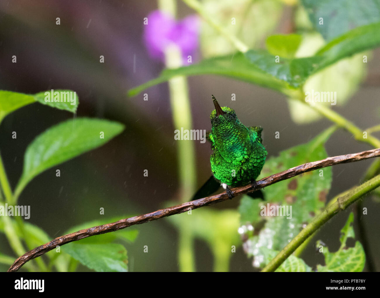 La grupa de cobre Hummingbird sacude la lluvia en una tormenta tropical. Foto de stock