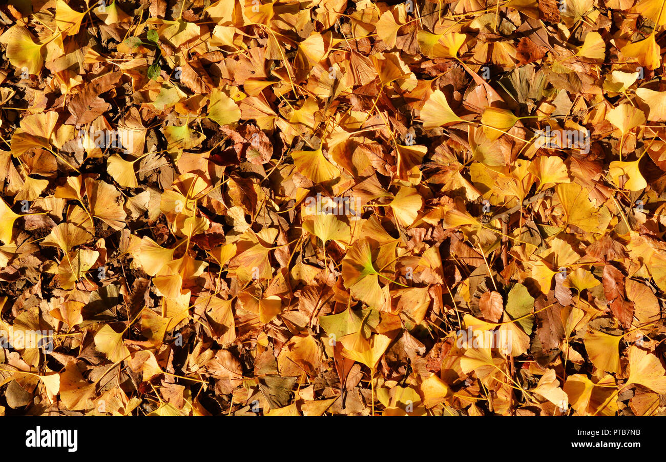 Gingko Biloba Amarillo otoño fondo de hojas Foto de stock
