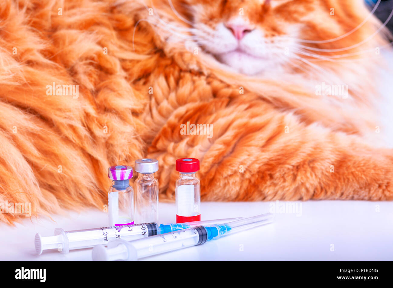 La vacunación del gato. Jeringas y viales con vacuna para mascotas y