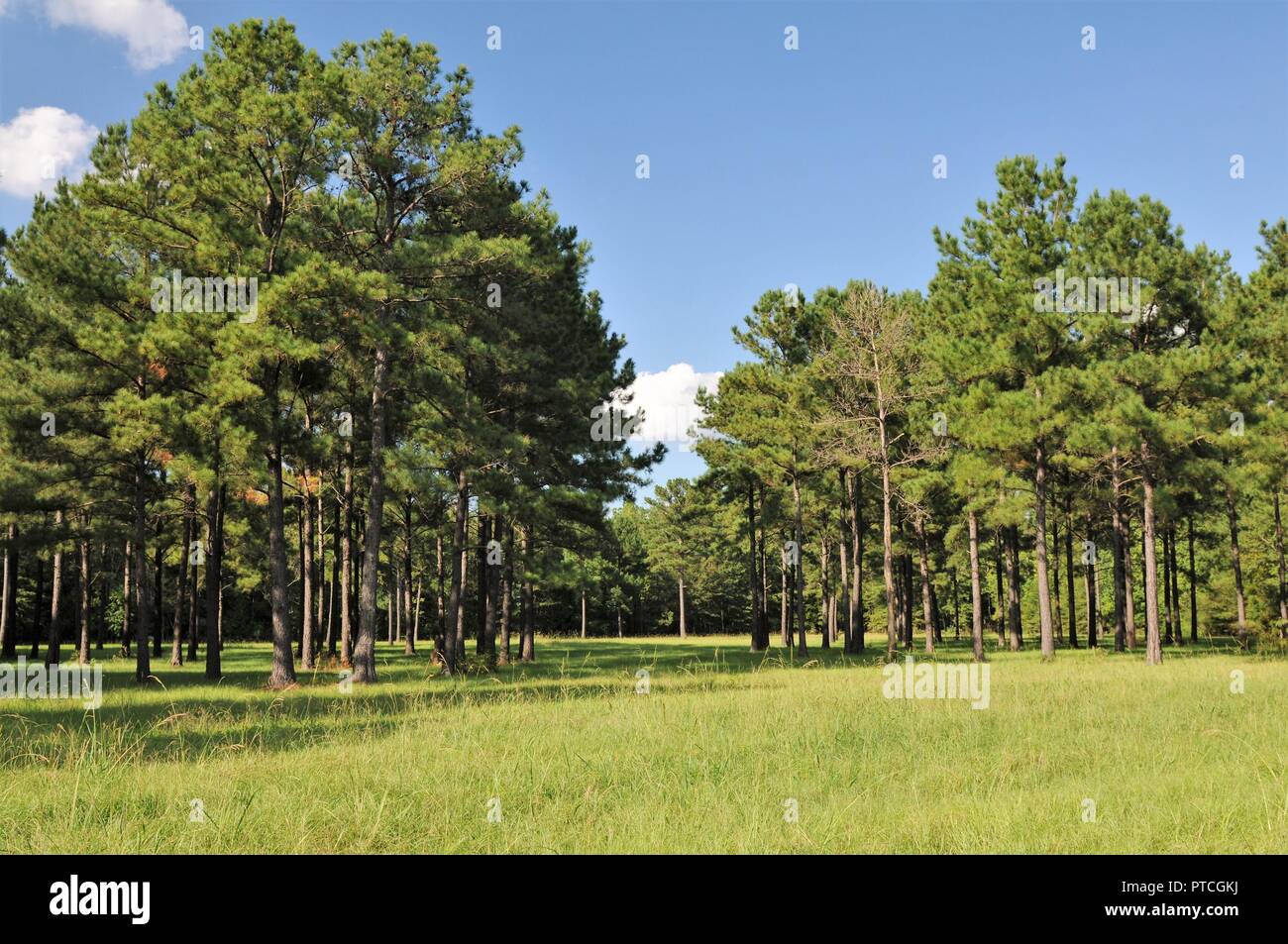 Mucha madera Mississippi Rural Foto de stock