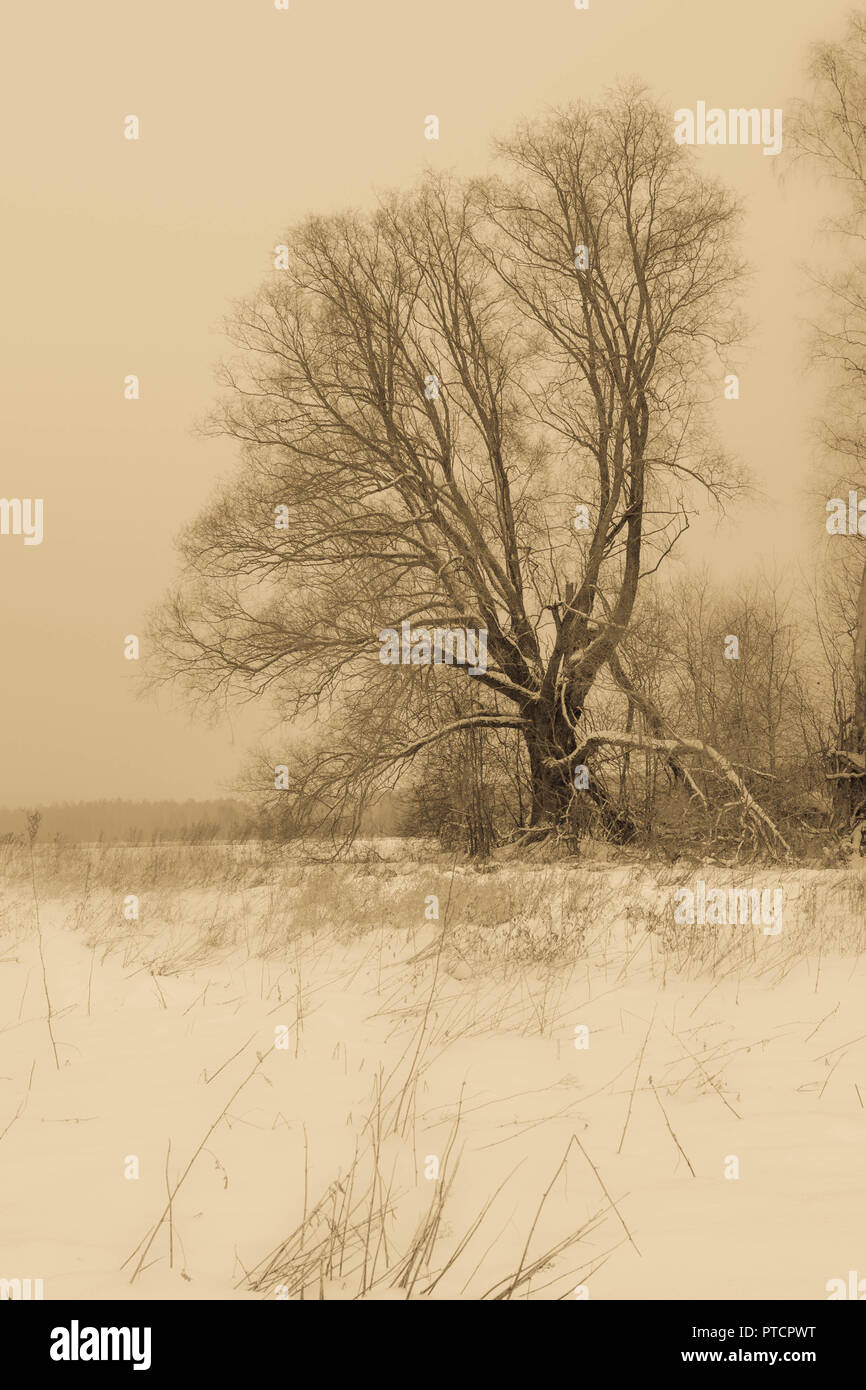 Invierno y solitario árbol en Estonia, Europa Foto de stock