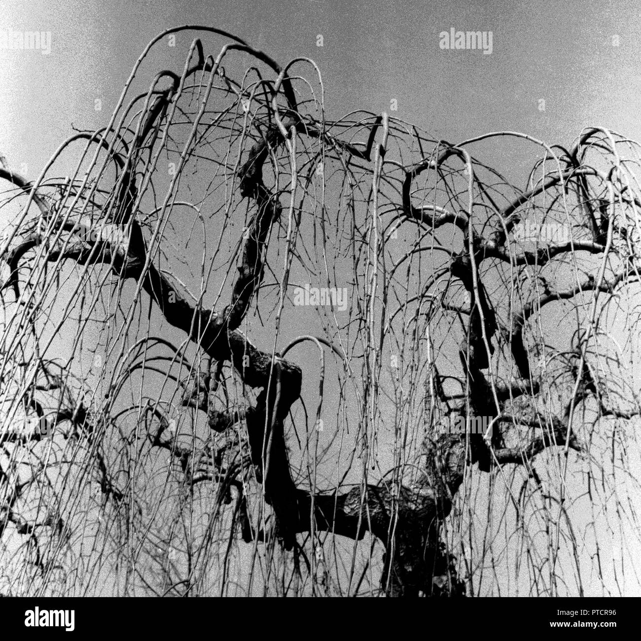 SAUCE LLORON FOTOGRAFIA EN BLANCO Y NEGRO Años 60. Ubicación