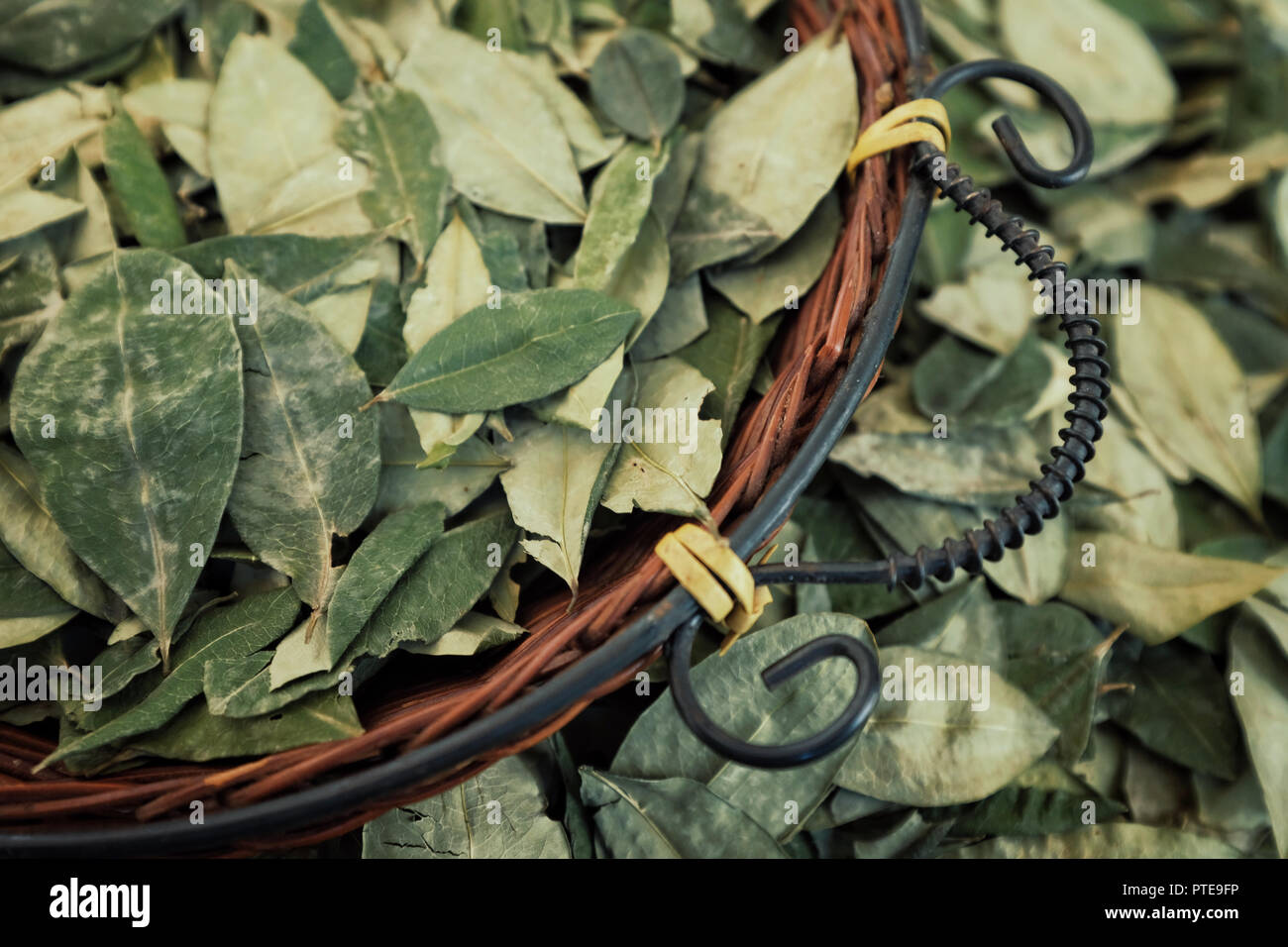 Clasificación de las hojas de coca secas en una pequeña cesta tejida