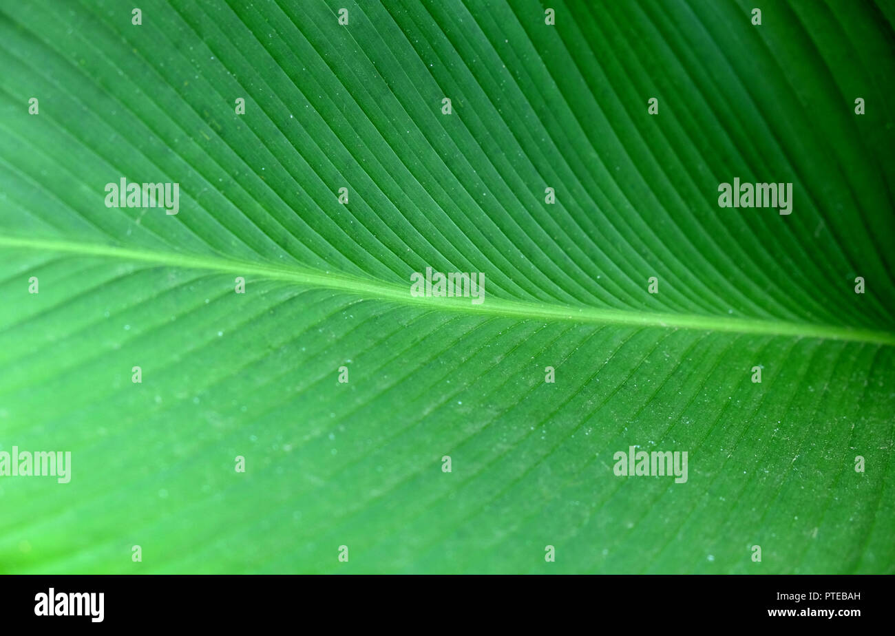 Primer plano de la hoja de banano verde textura, Banana Leaf Abstracto