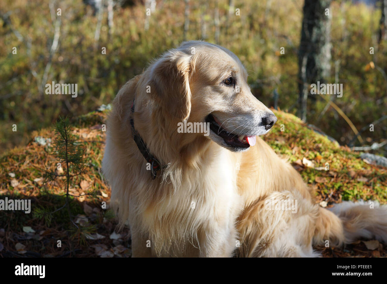 Pelirrojo, perro de raza golden retriever se asienta en el bosque, mira  detrás de su espalda Fotografía de stock - Alamy
