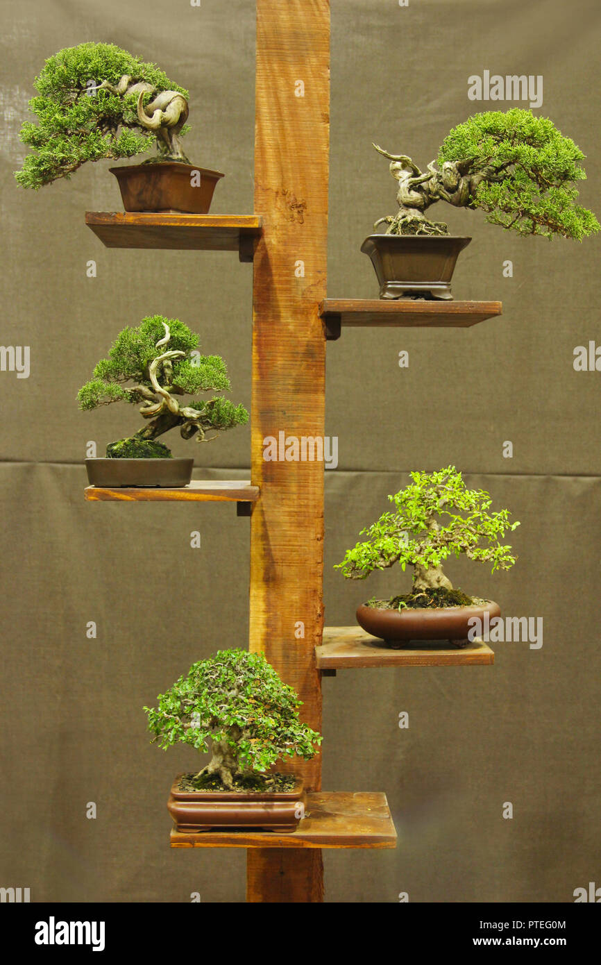 Arreglado bien bonsais, Bonsai exposición, Pune Fotografía de stock Alamy