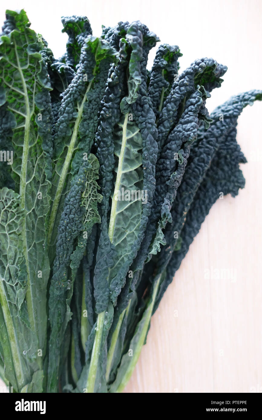 Lacinato kale o conocido como Kale Toscana Foto de stock