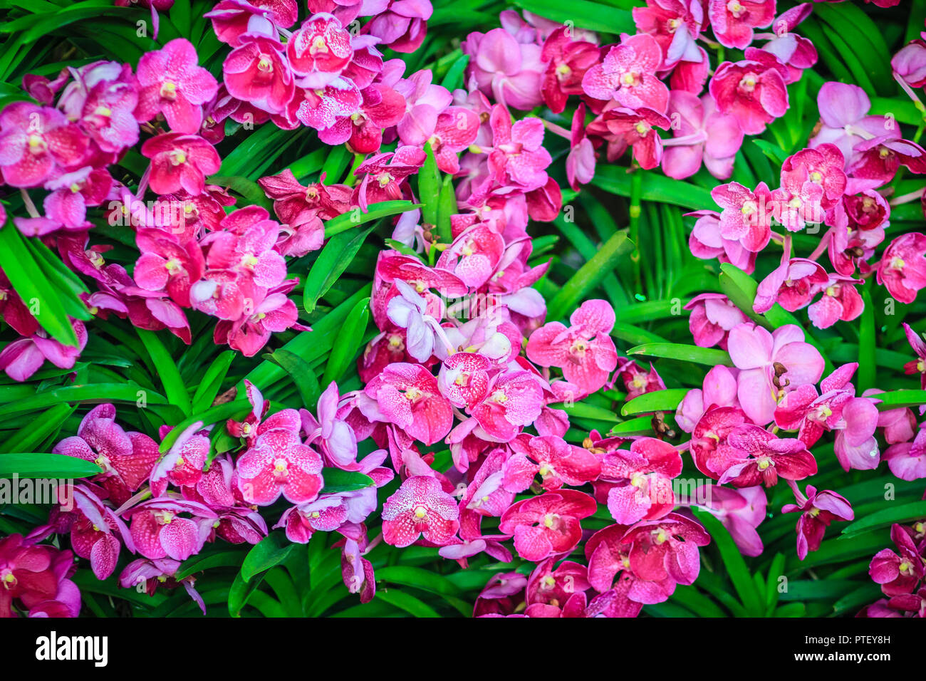 Hermosa Rosa orquídea florece con fondo de hojas verdes en el jardín.  Colorido Rosa orquídea vanda flores fondo en vivero de orquídeas Fotografía  de stock - Alamy