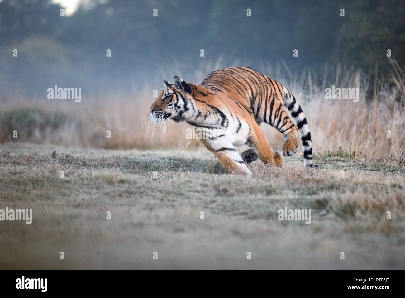 Presa del tigre fotografías e imágenes de alta resolución - Alamy