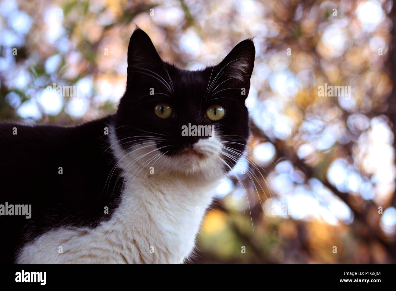 Un gato blanco y negro, centralizado y delante de la luz del sol se escapa a través de huecos en las hojas de un árbol. Foto de stock