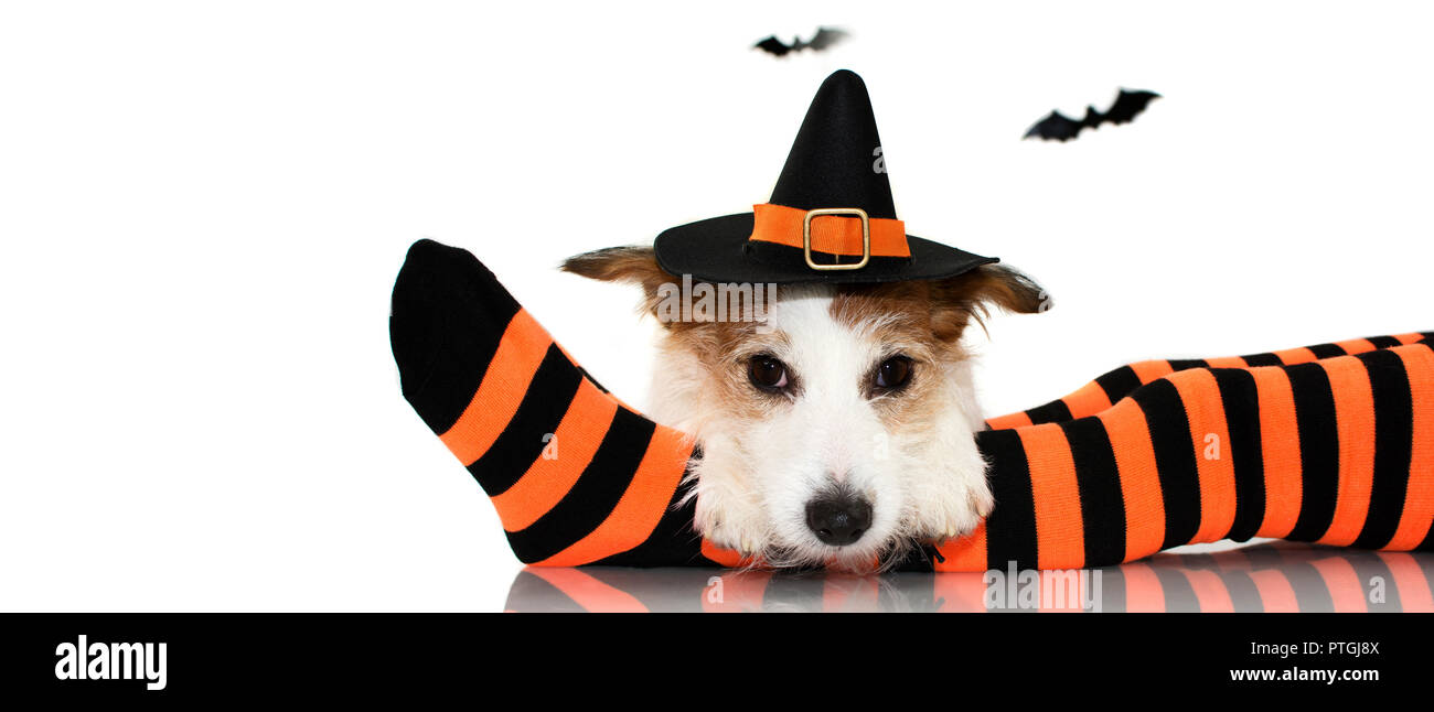 Bandera de un lindo perro Halloween vistiendo una bruja O ASISTENTE HAT sentado en naranja y negro a rayas CALCETINES DE SU HIJO propietario. Contra un blanco aislado Foto de stock