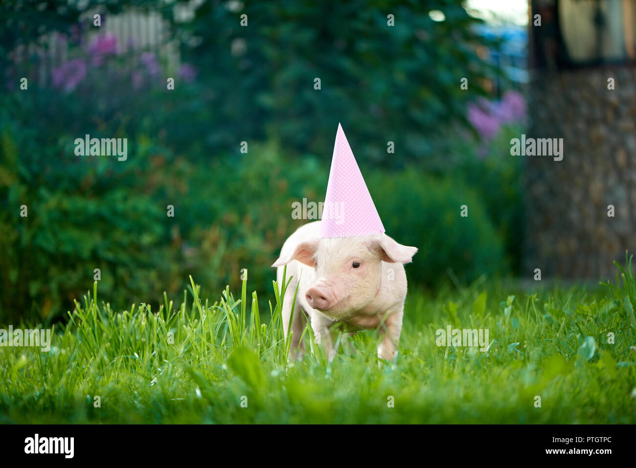 Pink piggy vestidos de fiesta rosa cap, de pie en el jardín de césped verde  y mirando a la cámara. Cerdo como símbolo de buena suerte y Chino 2019  nuevo año calendario.