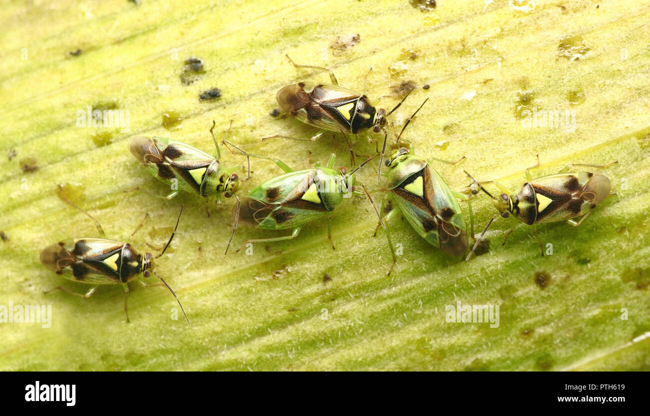 Orthops campestris mirid umbellifer bugs en tallo de la planta. Tipperary, Irlanda Foto de stock