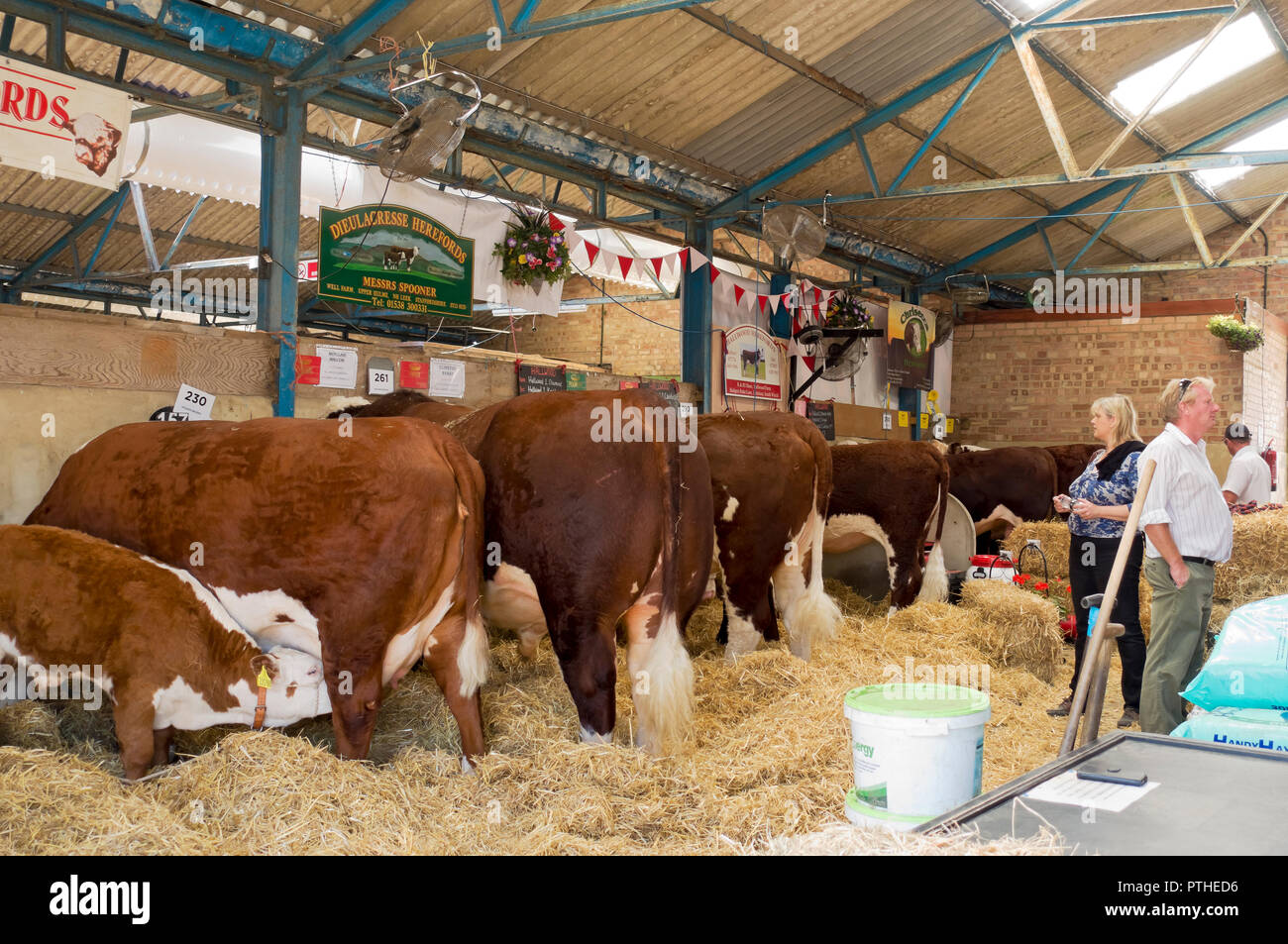 Vacas de ganado vacuno de Hereford en el cobertizo de ganado Gran Yorkshire Mostrar Harrogate North Yorkshire Inglaterra Reino Unido GB Gran Bretaña Foto de stock