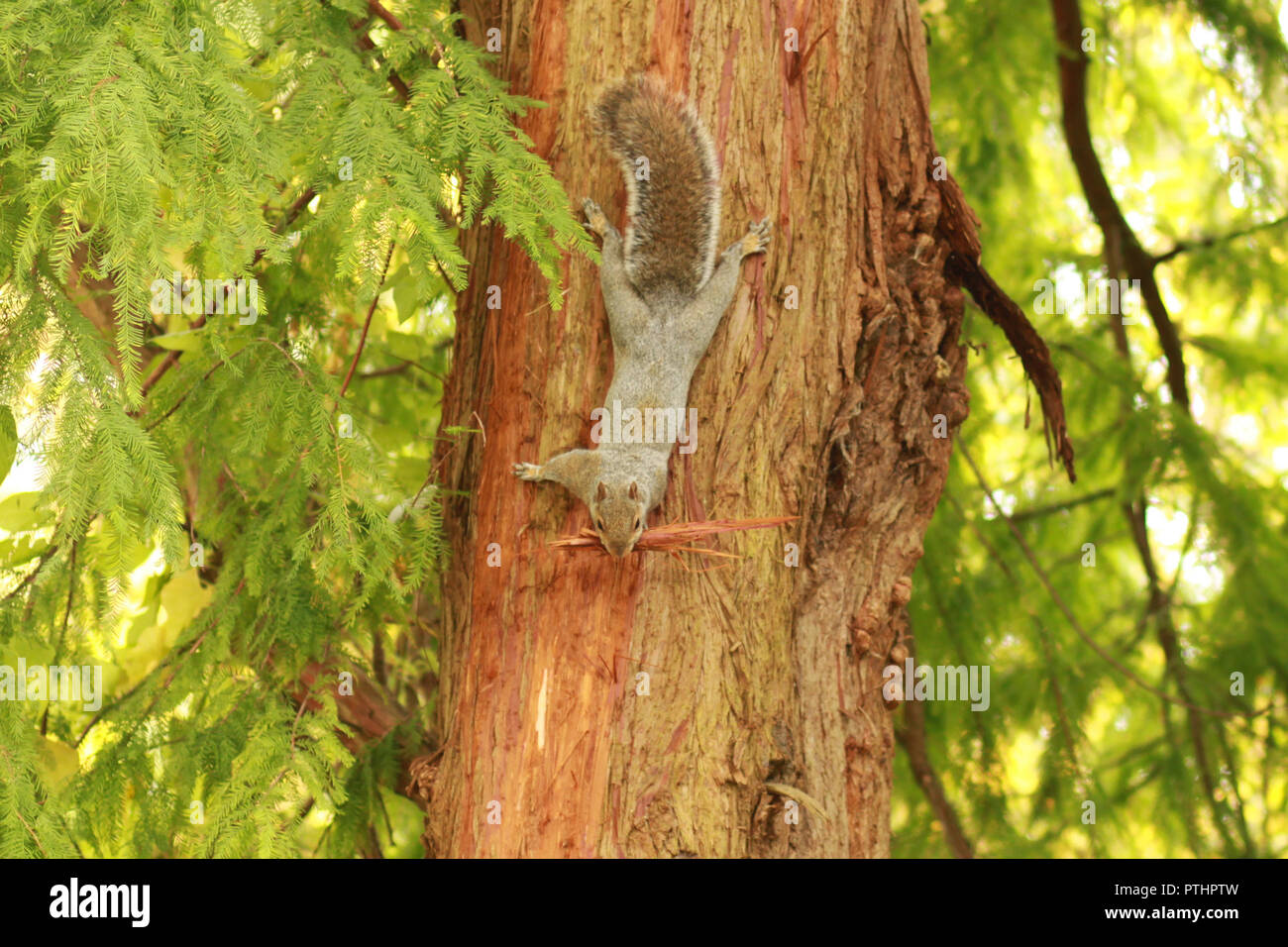 La ardilla de pelar la corteza de un árbol para hacer su nido. Sciurus