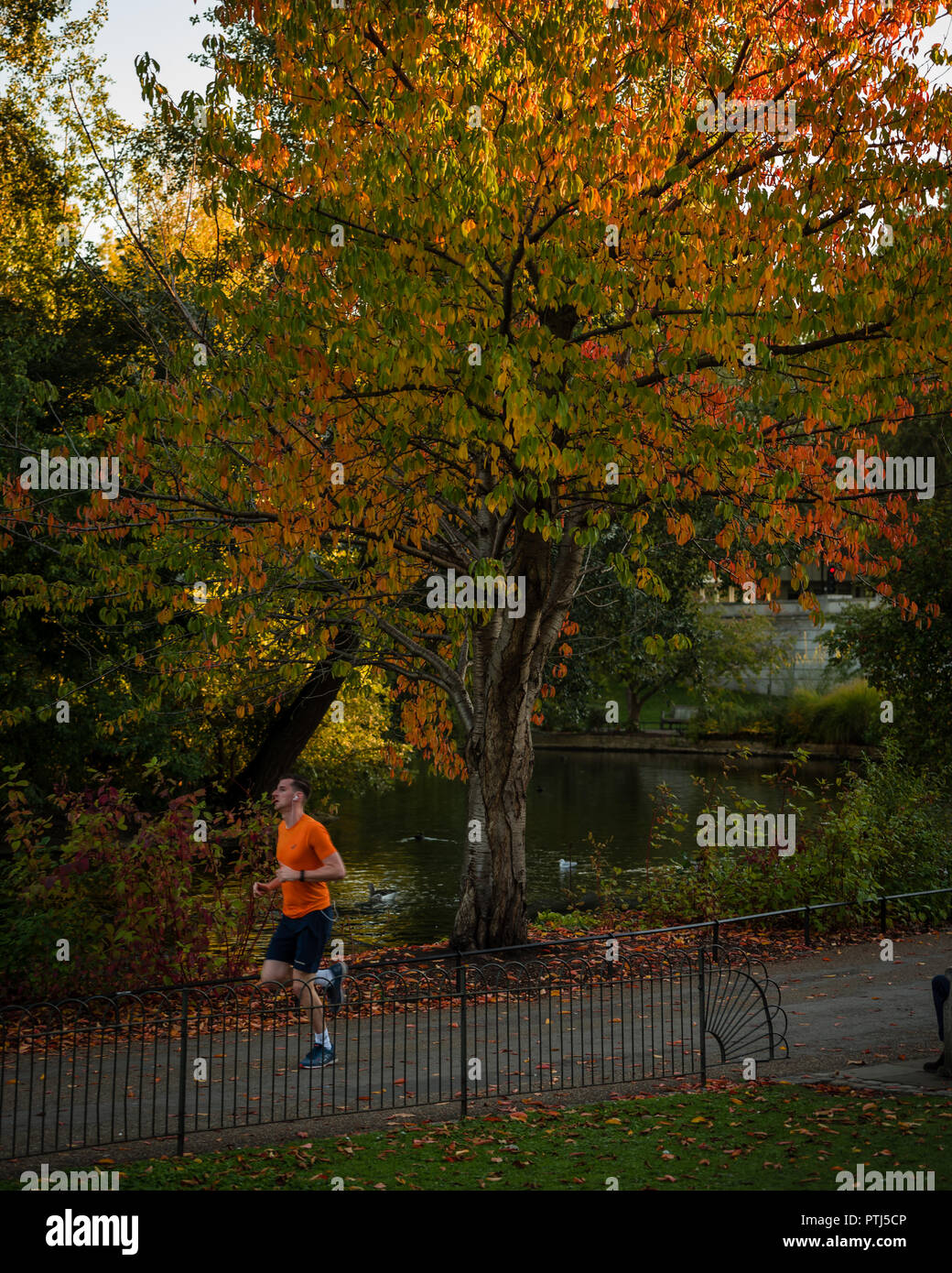 Jiogger ejecutando pasado un árbol de otoño en Londres Foto de stock