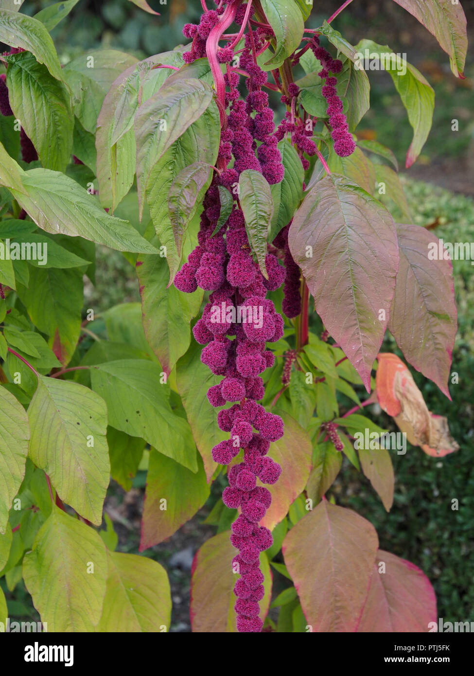 Rojo púrpura foxtail muchas partes de amaranto, incluidas las semillas y las hojas son comestibles y puede ser utilizado como colorante alimentario amaranthus caudatus, Foto de stock