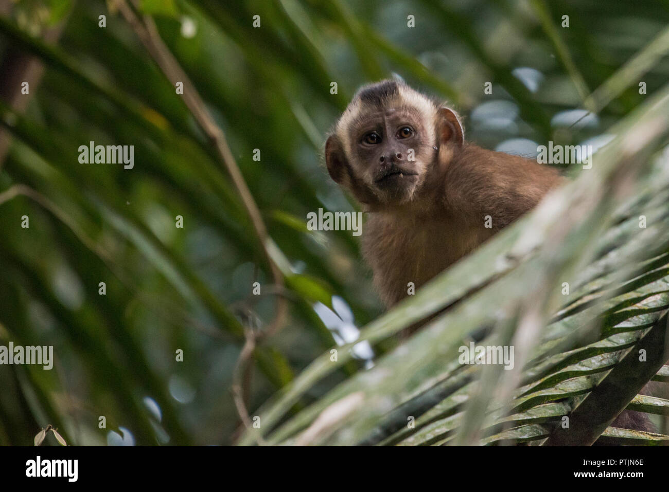 Tufted capuchino (Sapajus apella) anteriormente conocido como Cebus apella mirando al fotógrafo en la selva amazónica. Foto de stock