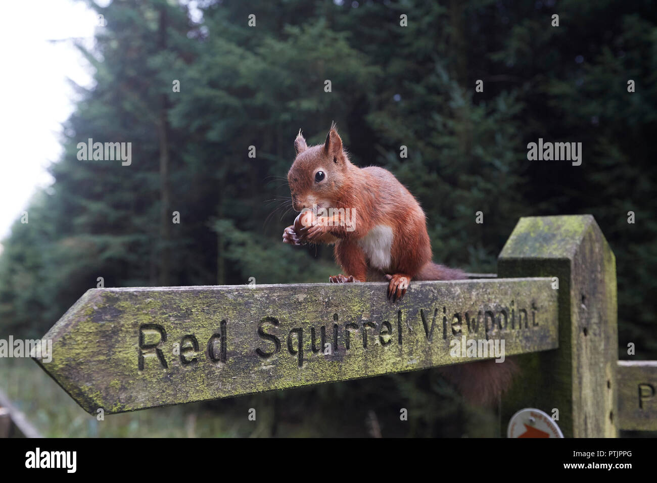 La ardilla roja, Sciurus vulgaris, comiendo una avellana en una ardilla roja mirador sendero público cartel, Snaizeholme, cerca Hawes, Yorkshire Dales Nati Foto de stock