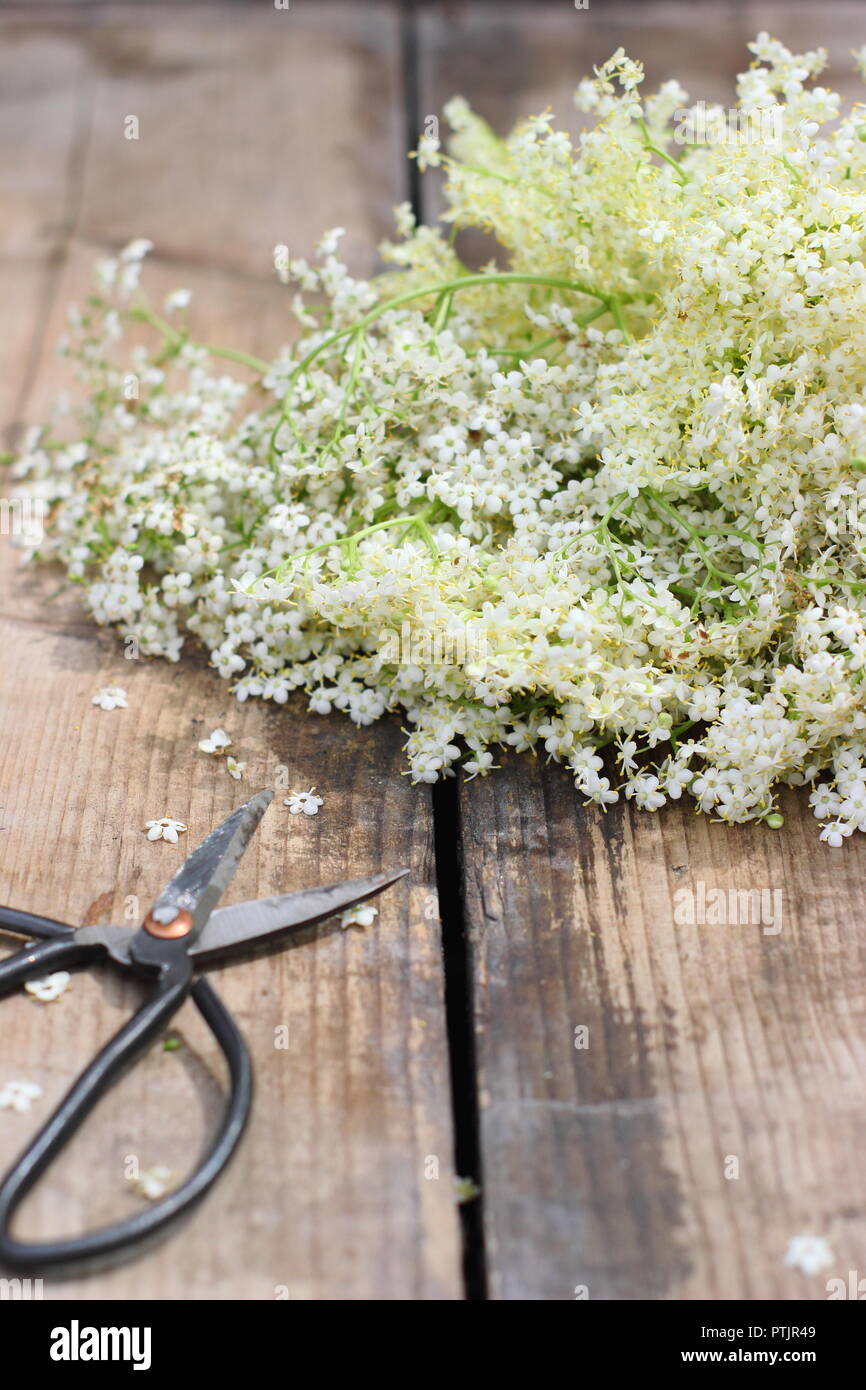 Sambucus nigra. Recién elegido inglés flores de saúco en una mesa de  madera, REINO UNIDO Fotografía de stock - Alamy