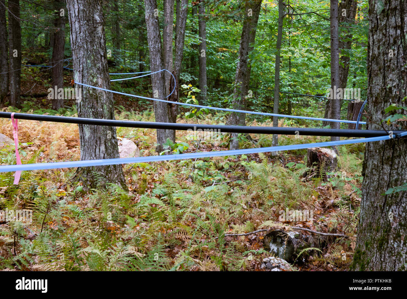 Azul y negro del tubo de plástico estirado entre árboles para llevar maple sap para ser transformados en jarabe de arce en las montañas Adirondack, NY ESTADOS UNIDOS Foto de stock