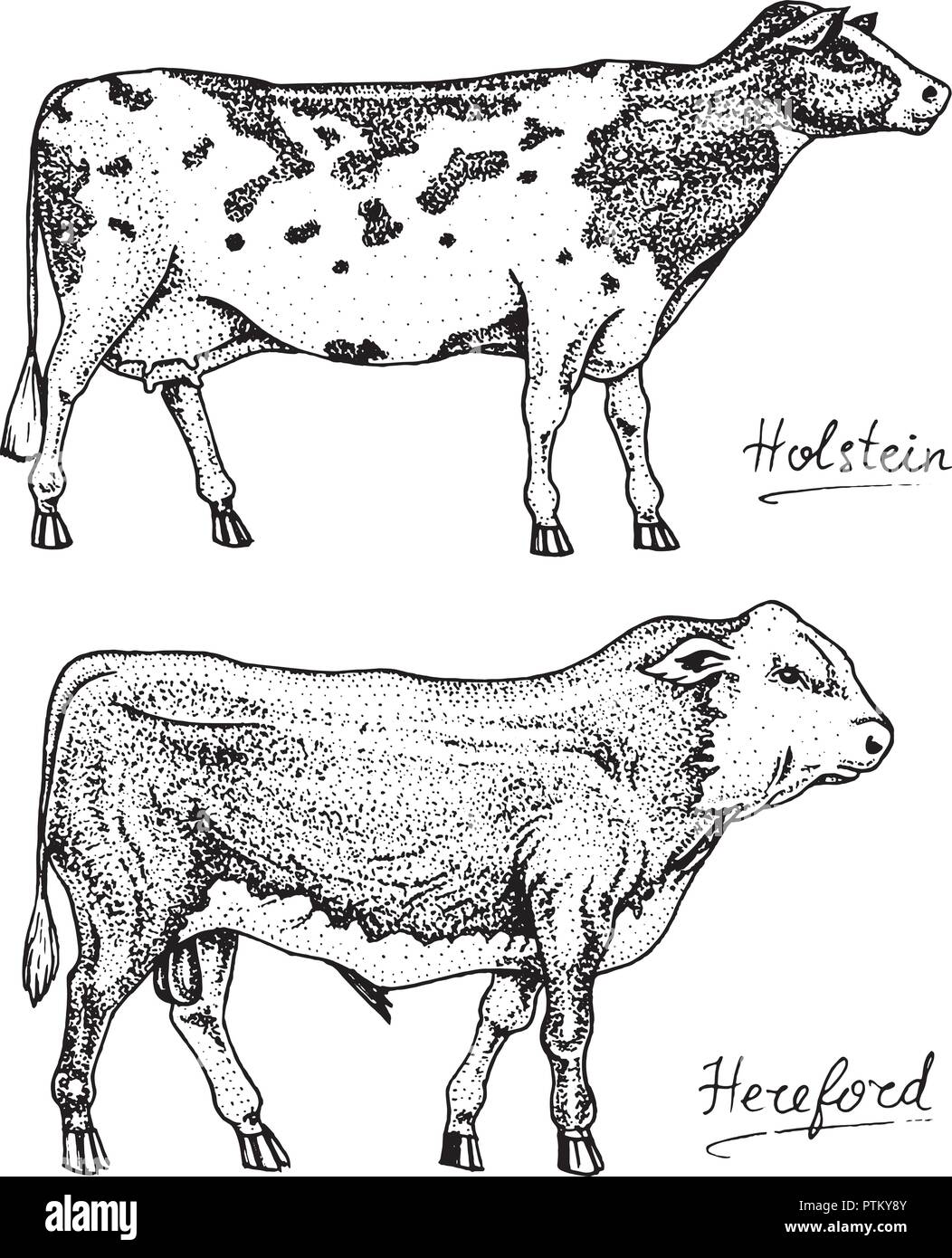 El ganado de granja toros y vacas. Las diferentes razas de animales domésticos. Grabado dibujado a mano dibujo monocromo. Línea vintage de arte Imagen Vector de stock - Alamy El ganado de granja toros y vacas. Las diferentes razas de animales domésticos. Grabado dibujado a mano dibujo monocromo. Línea vintage de arte Imagen Vector de stock - Alamy