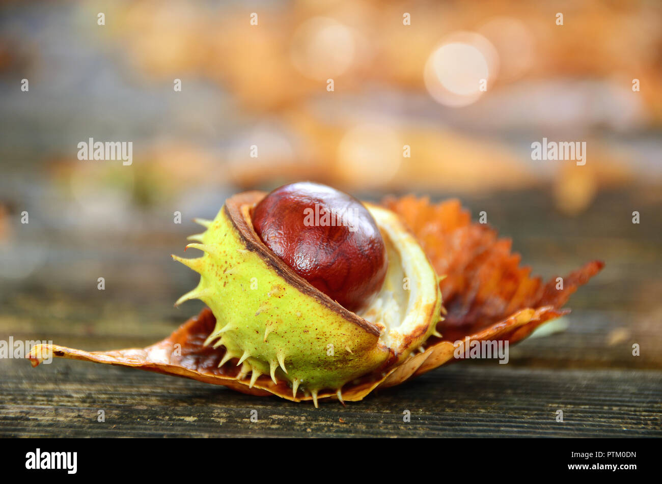 Burst castaño (Castanea) con shell, imagen simbólica de otoño, Alemania Foto de stock