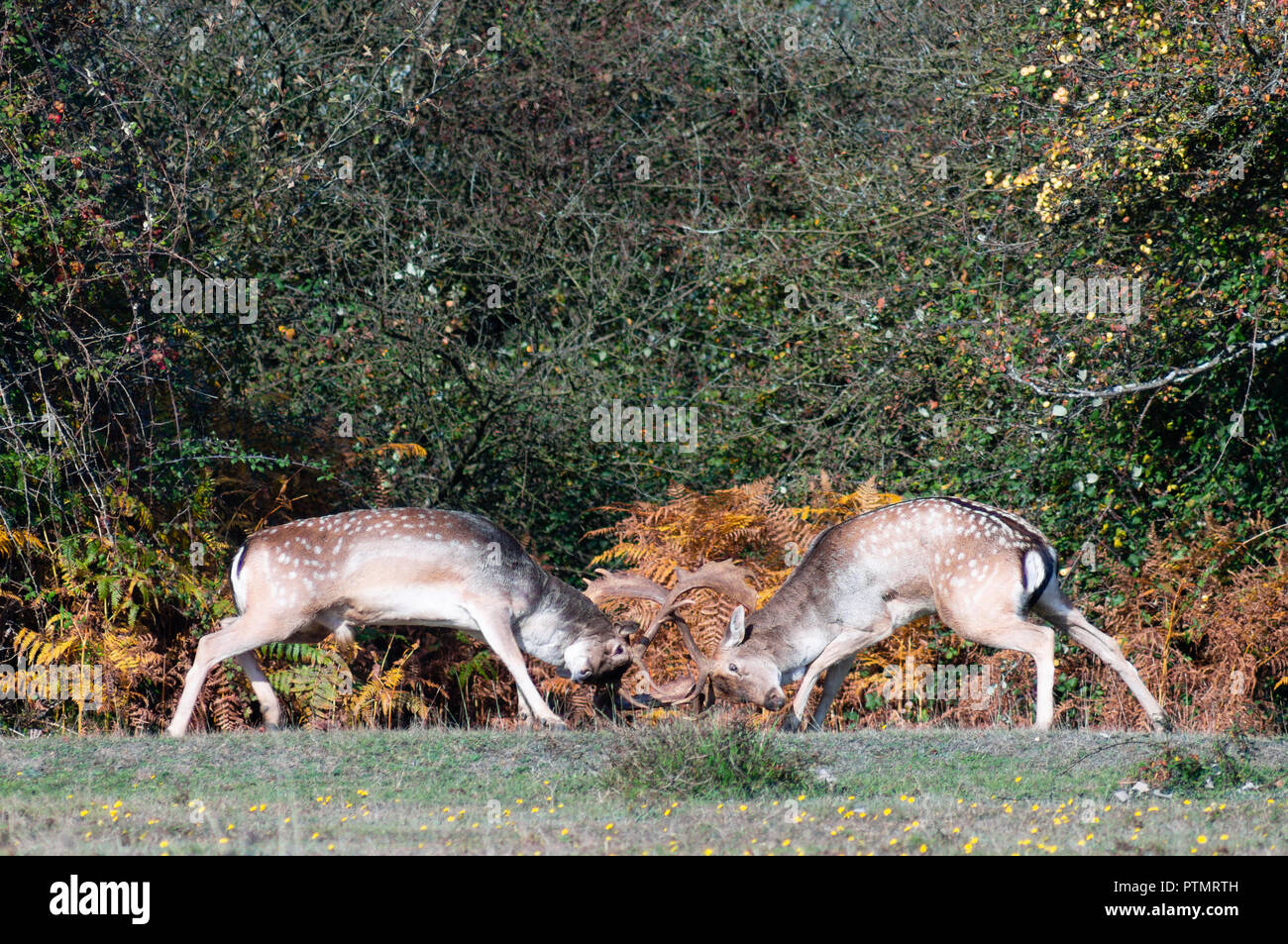 New Forest, Hampshire, Reino Unido. 10 Oct 2018. Gamo ciervos bloqueo parejo cuernos en un concurso, en el sur de Inglaterra del nuevo bosque. Crédito: Esme Vangelis/Alamy Live News Foto de stock