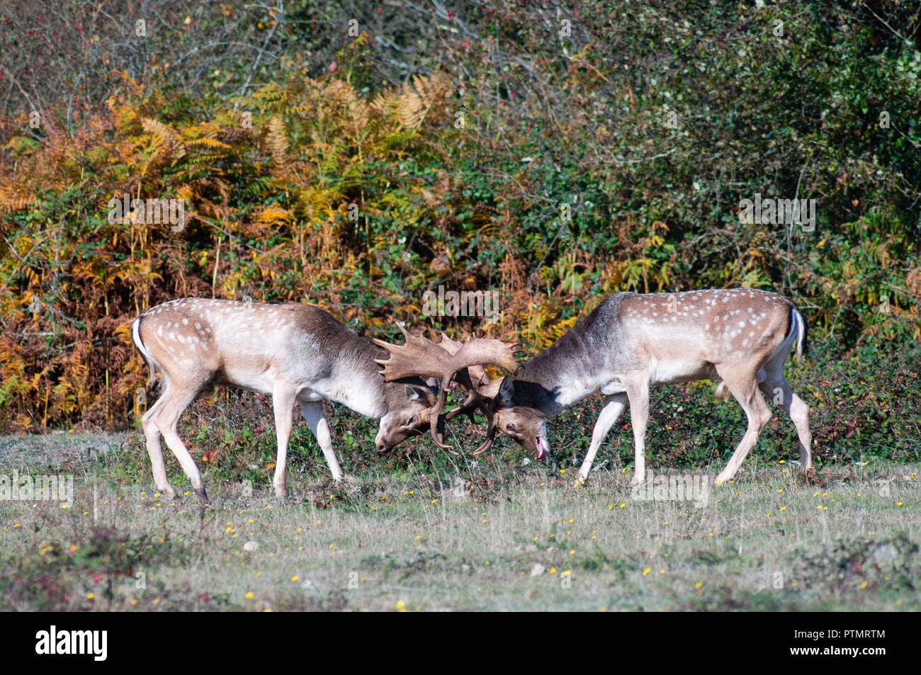 New Forest, Hampshire, Reino Unido. 10 Oct 2018. Gamo ciervos bloqueo parejo cuernos en un concurso, en el sur de Inglaterra del nuevo bosque. Crédito: Esme Vangelis/Alamy Live News Foto de stock