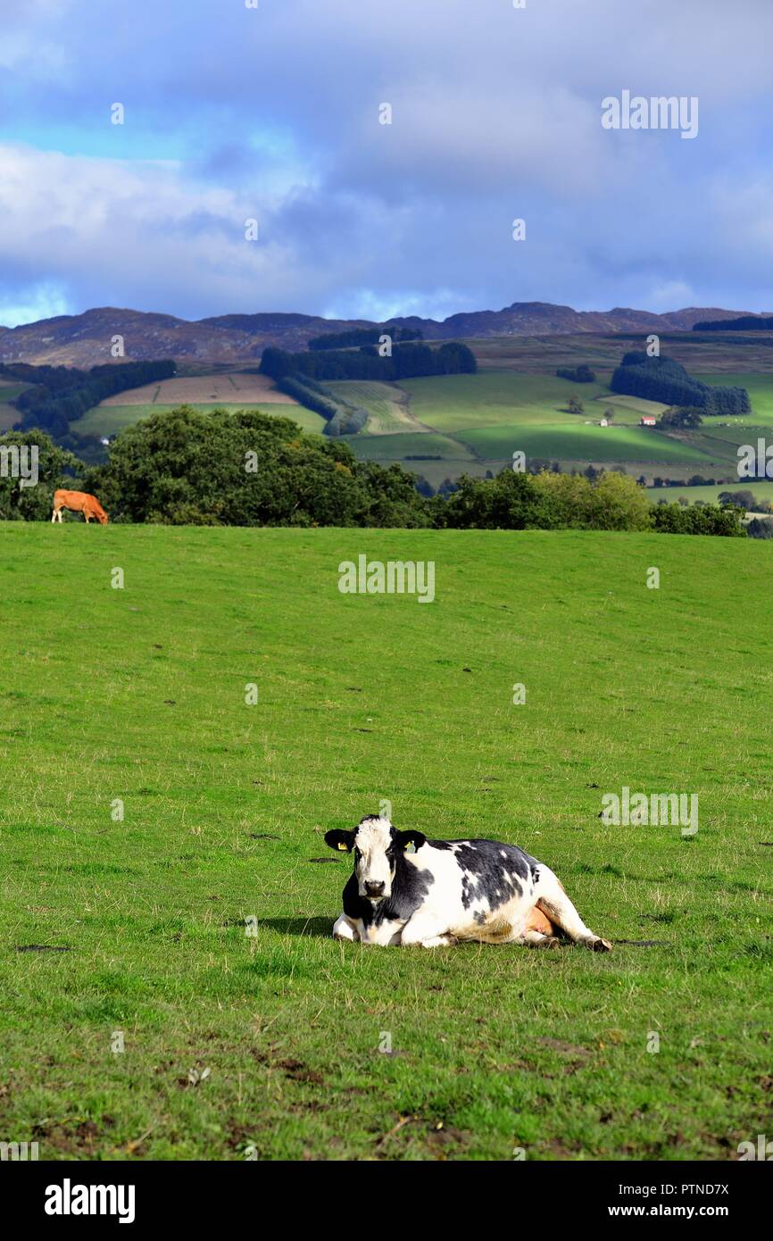 Grandtully, Escocia, Reino Unido. Una vaca descansando en una pastura en un pintoresco en una escena rural cerca Grandtully, Escocia. Foto de stock