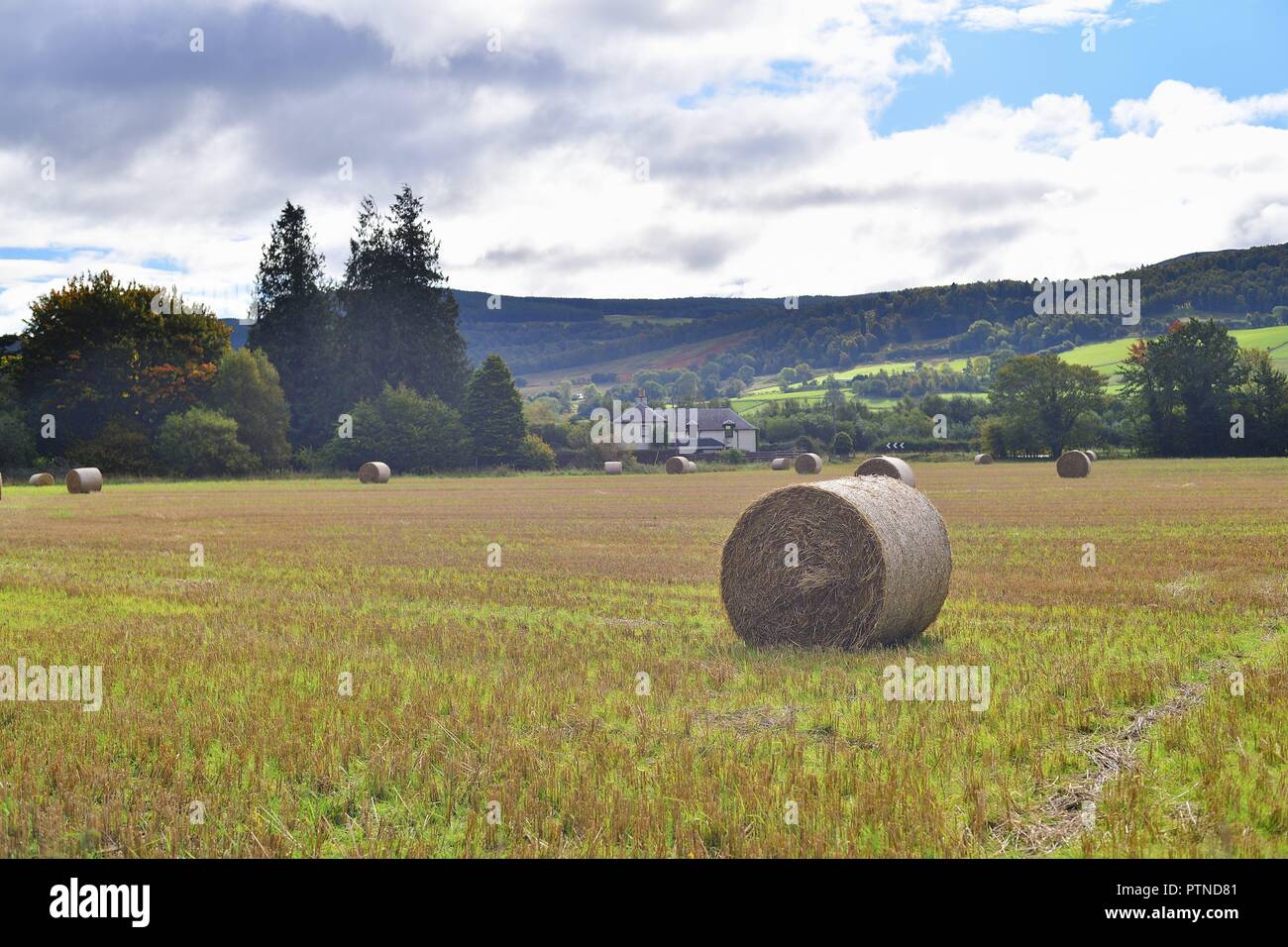 Weem, Escocia, Reino Unido. Balas de heno descansando en un campo en el campo cerca de Weem, Aberfeldy. Foto de stock