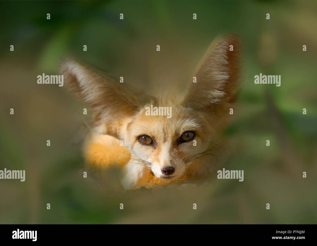 Fennec fox Vulpes zerda dormir fotografía cautivo Foto de stock