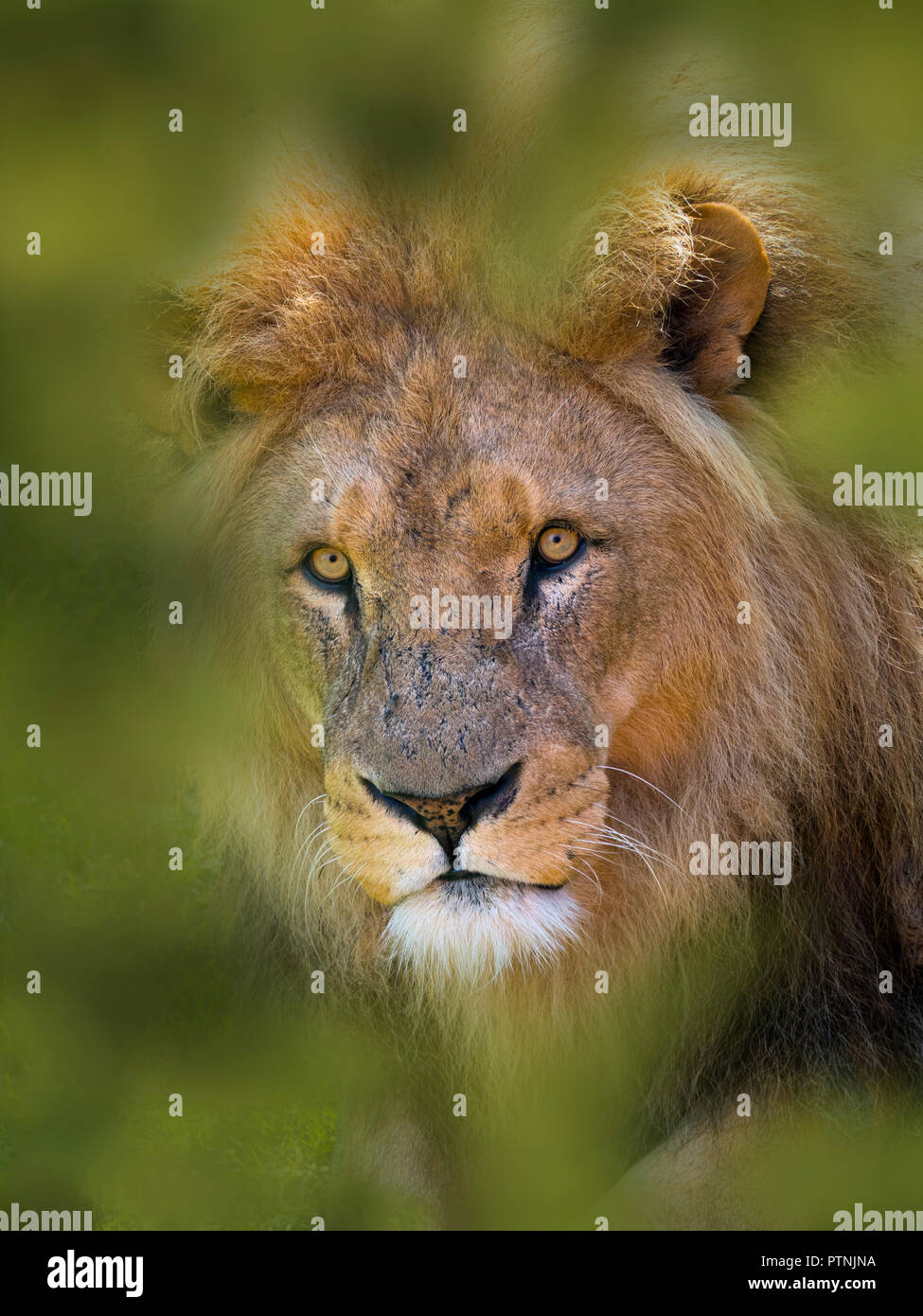 Varón adulto León Panthera leo en Masai Mara Parque Nacional Kenia Foto de stock