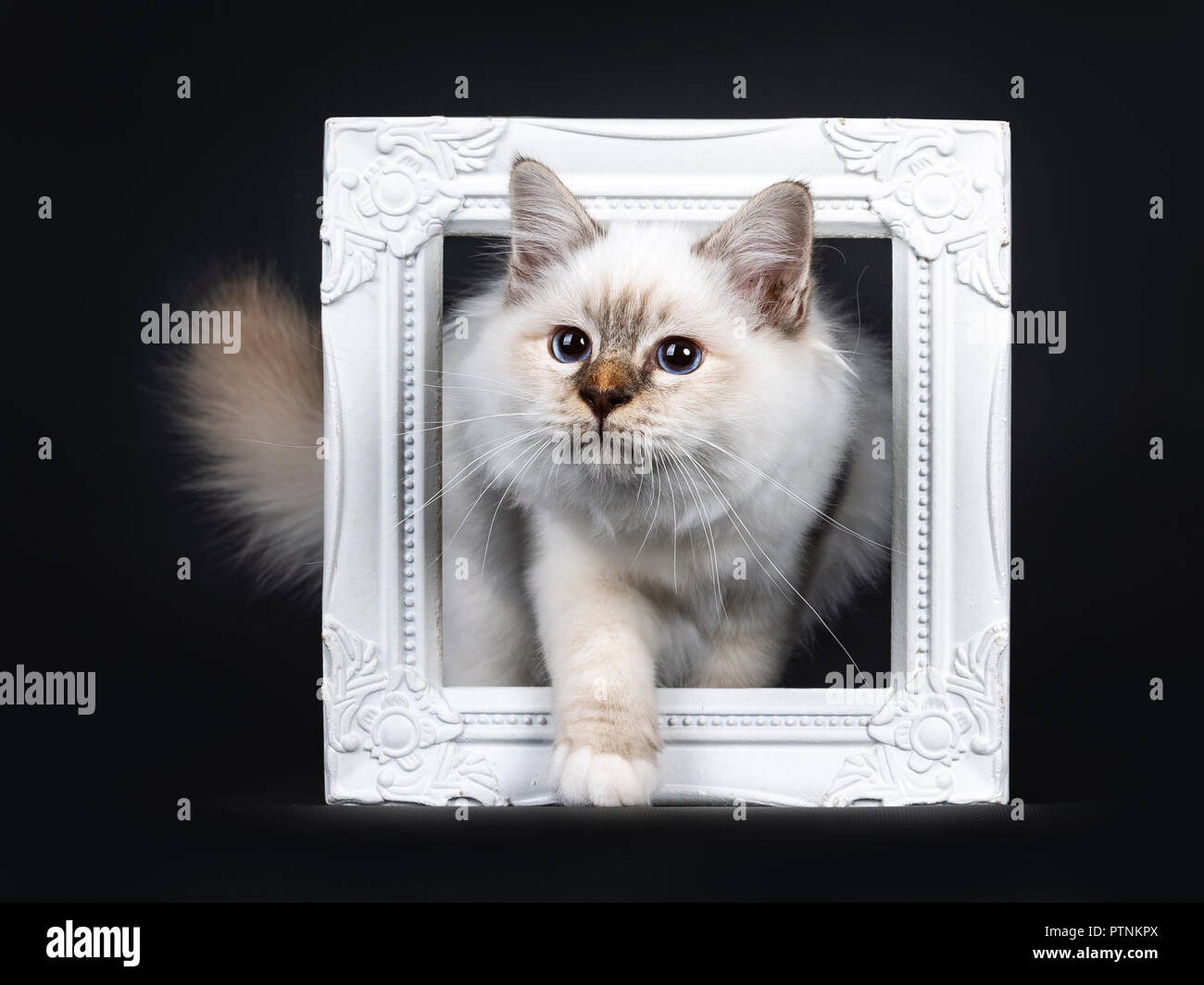 Hermoso atigrado punto sagrado Birman cat kitten stepping con pata blanca mediante un marco de imagen blanca mirando hacia el lado, aislado sobre fondo negro Foto de stock