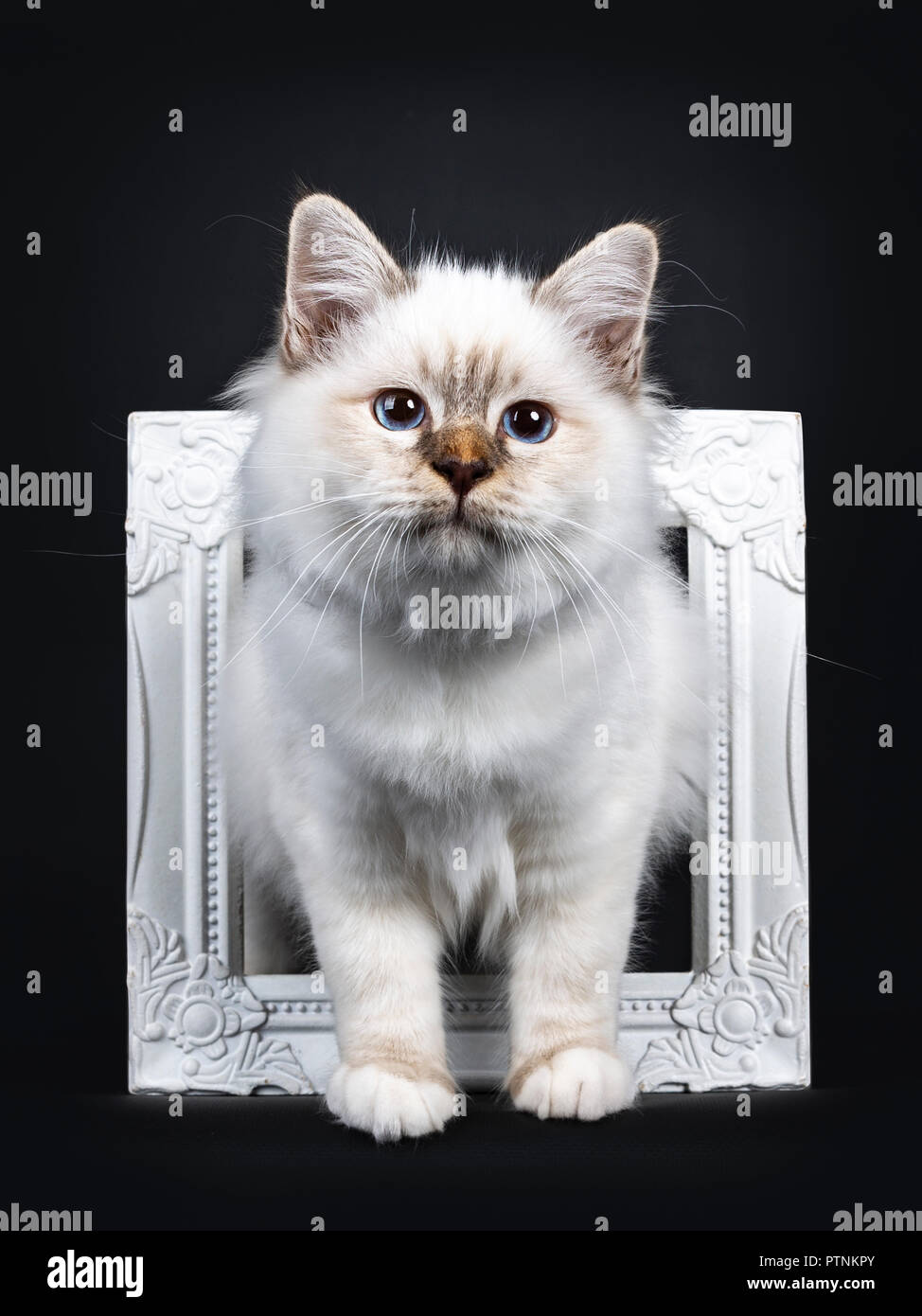 Hermoso atigrado punto sagrado Birman gato gatito de pie con dos patas blancas a través de un marco de imagen en blanco mirando al lado de la lente, aislados en negro backg Foto de stock