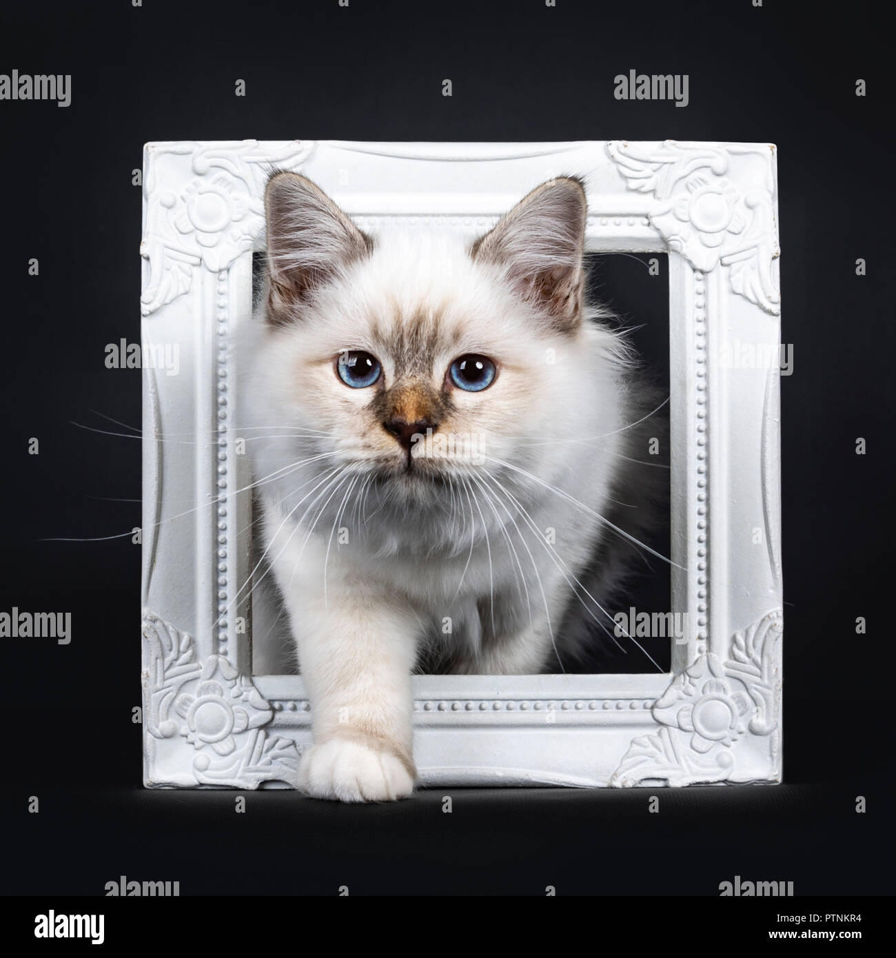 Hermoso atigrado punto sagrado Birman cat kitten stepping con pata blanca mediante un marco de imagen en blanco mirando a la cámara, aislado sobre fondo negro Foto de stock
