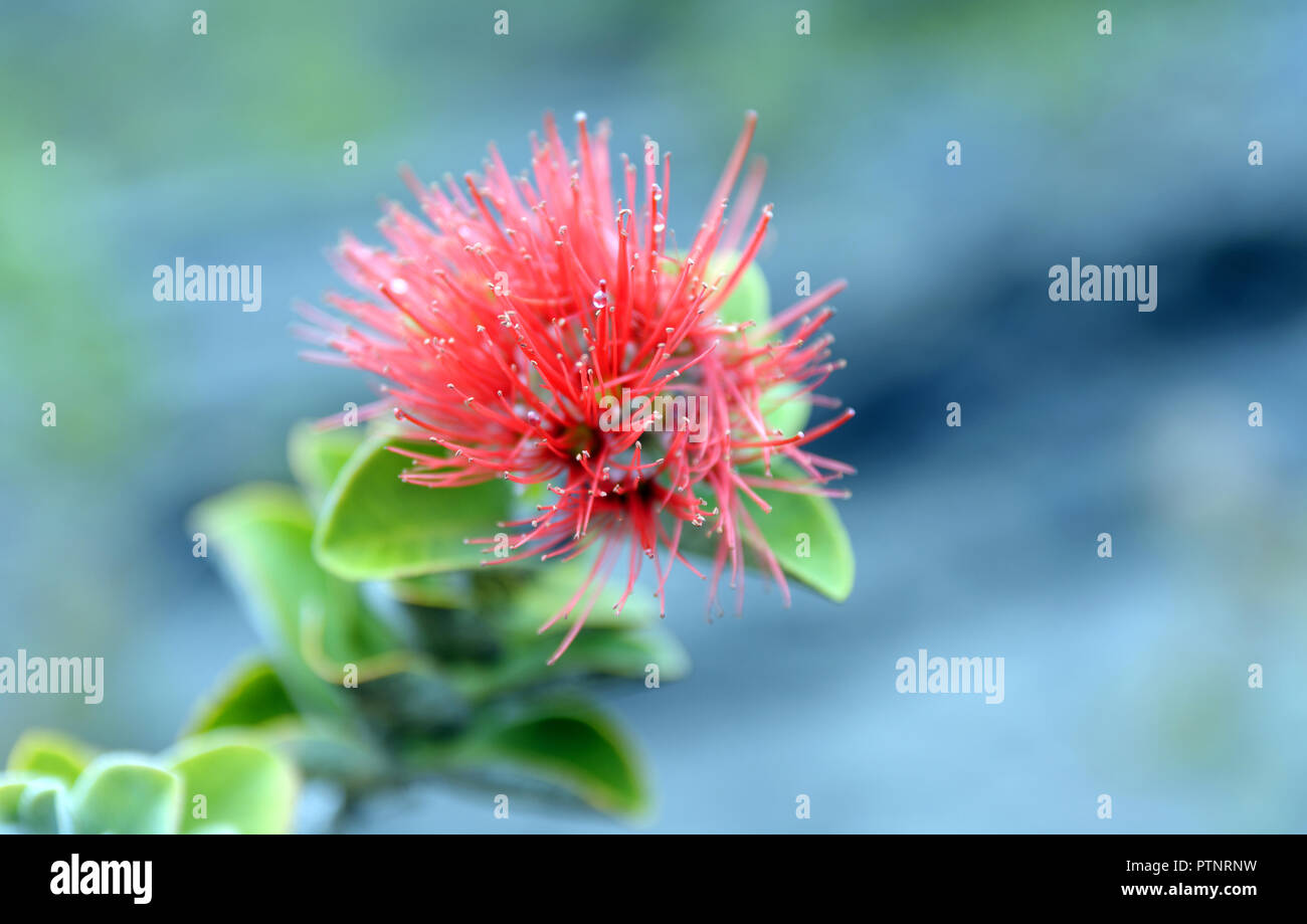 Flor roja sobre el flujo de lava del volcán de Hawai, el Parque Nacional de Big Island, Hawaii, Estados Unidos de América Fotografía de stock - Alamy Flor roja sobre el flujo de lava del volcán de Hawai, el Parque Nacional de Big Island, Hawaii, Estados Unidos de América Fotografía de stock - Alamy