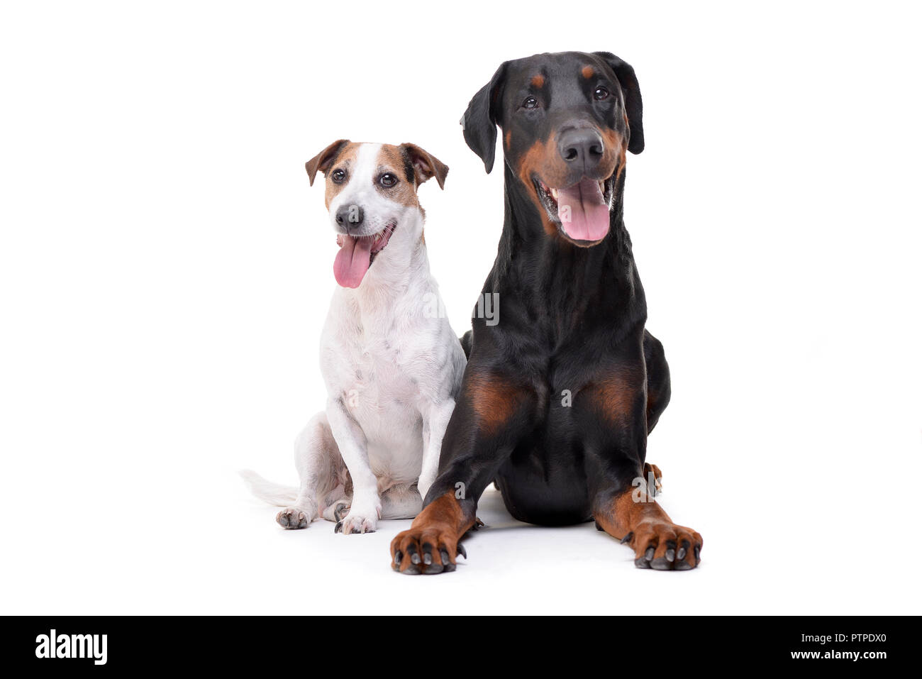 Foto de estudio de un adorable y un Jack Russell Terrier Dobermann