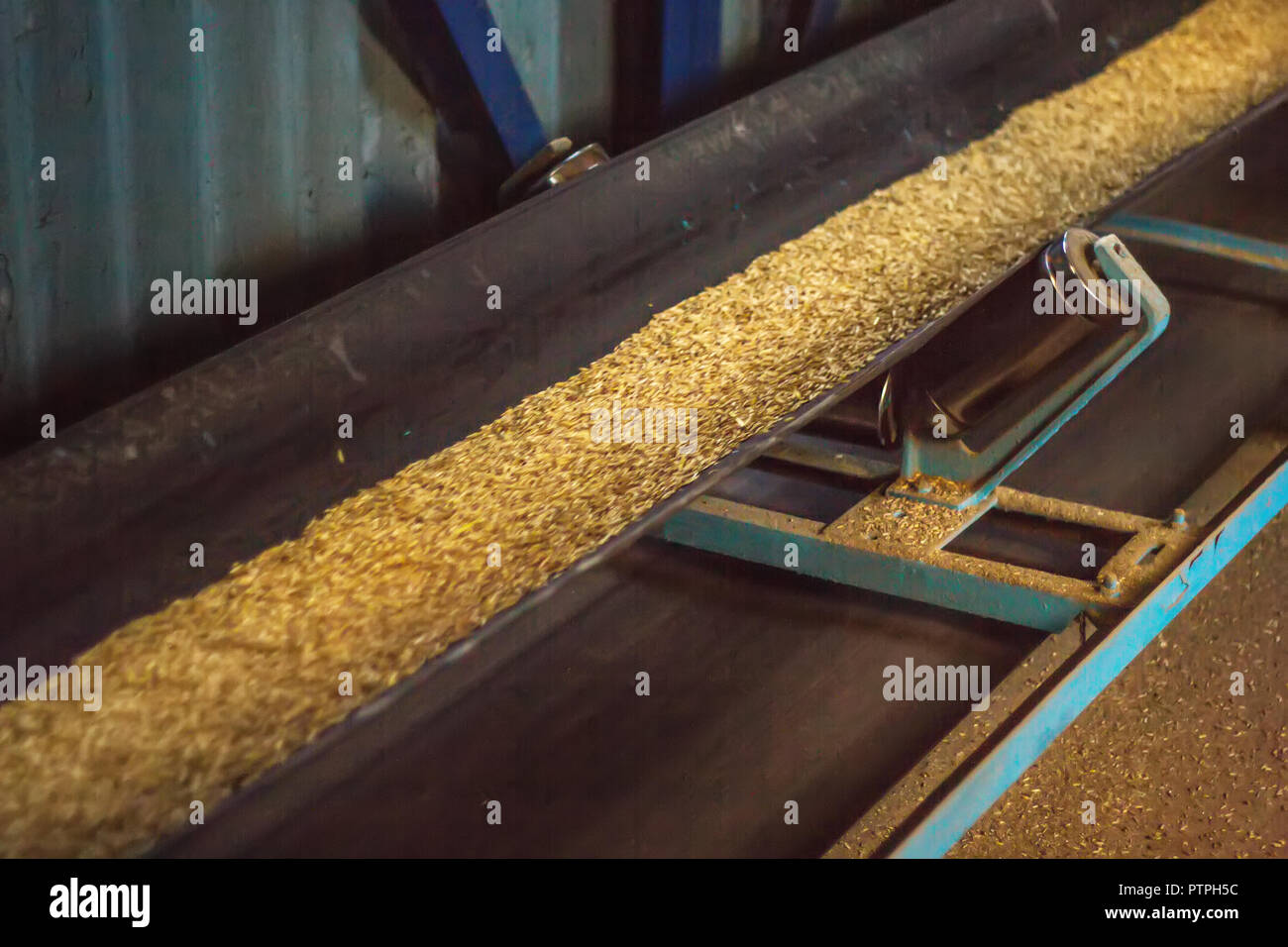 Planta de almacenamiento y procesamiento de granos, el grano se mueve a lo  largo de una cinta transportadora, borrosa, cinta transportadora con maíz  Fotografía de stock - Alamy