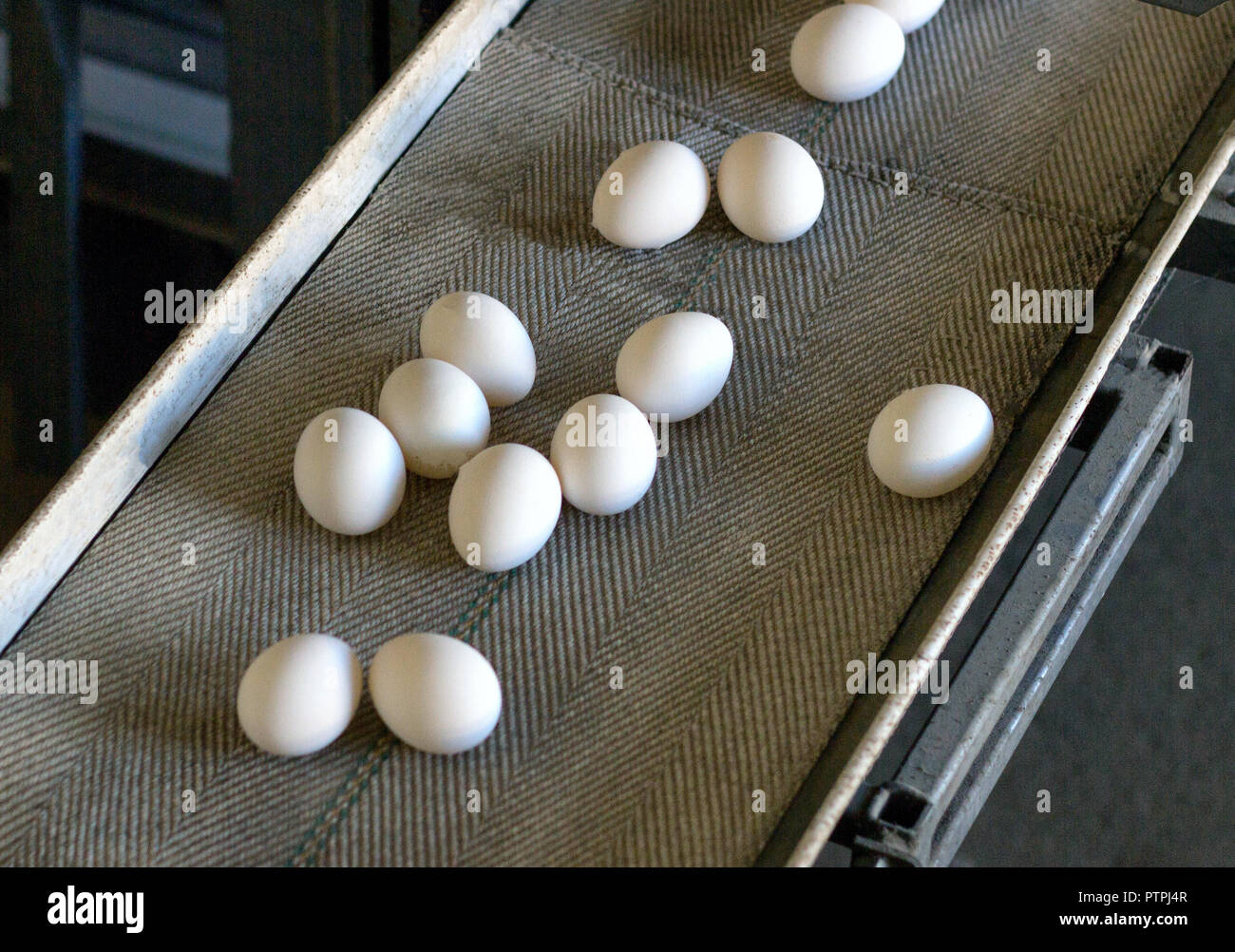 La producción de pollo, huevos, aves de corral, huevos de gallina ir a  través de la cinta transportadora para seguir clasificando, close-up,  transporter, granja avícola Fotografía de stock - Alamy