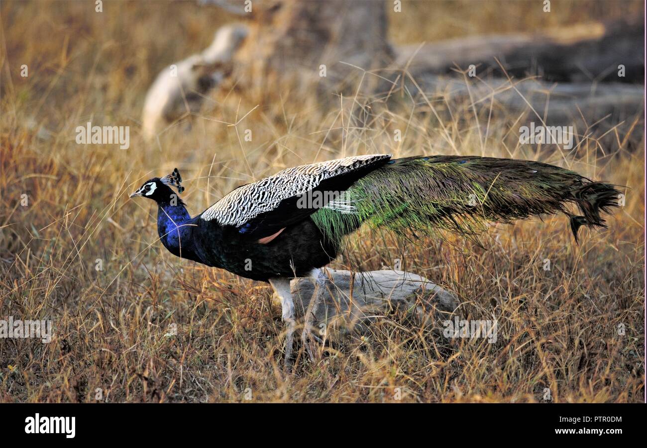 La India Peafowl con colores/peacock Foto de stock