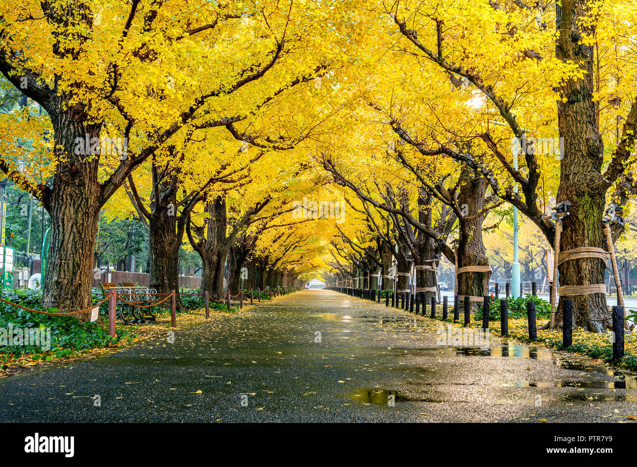 Fila de árbol de ginkgo amarillo en otoño. Otoño Park en Tokio, Japón  Fotografía de stock - Alamy