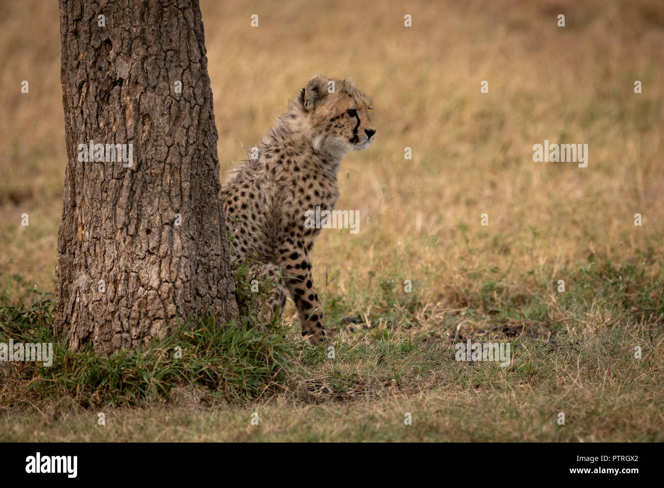 Cheetah cub se sienta detrás del árbol hacia la derecha Foto de stock